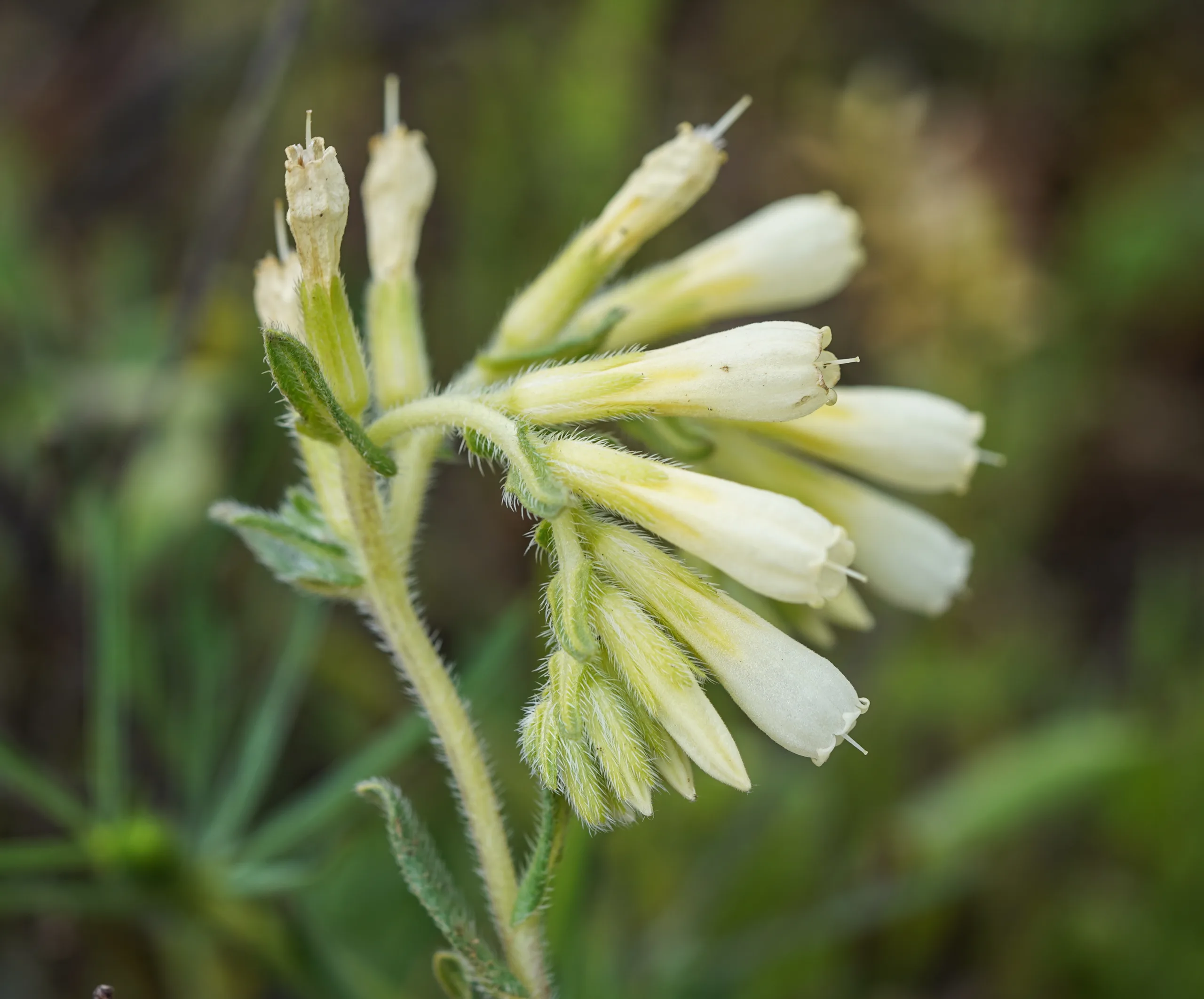 Onosma bracteosa