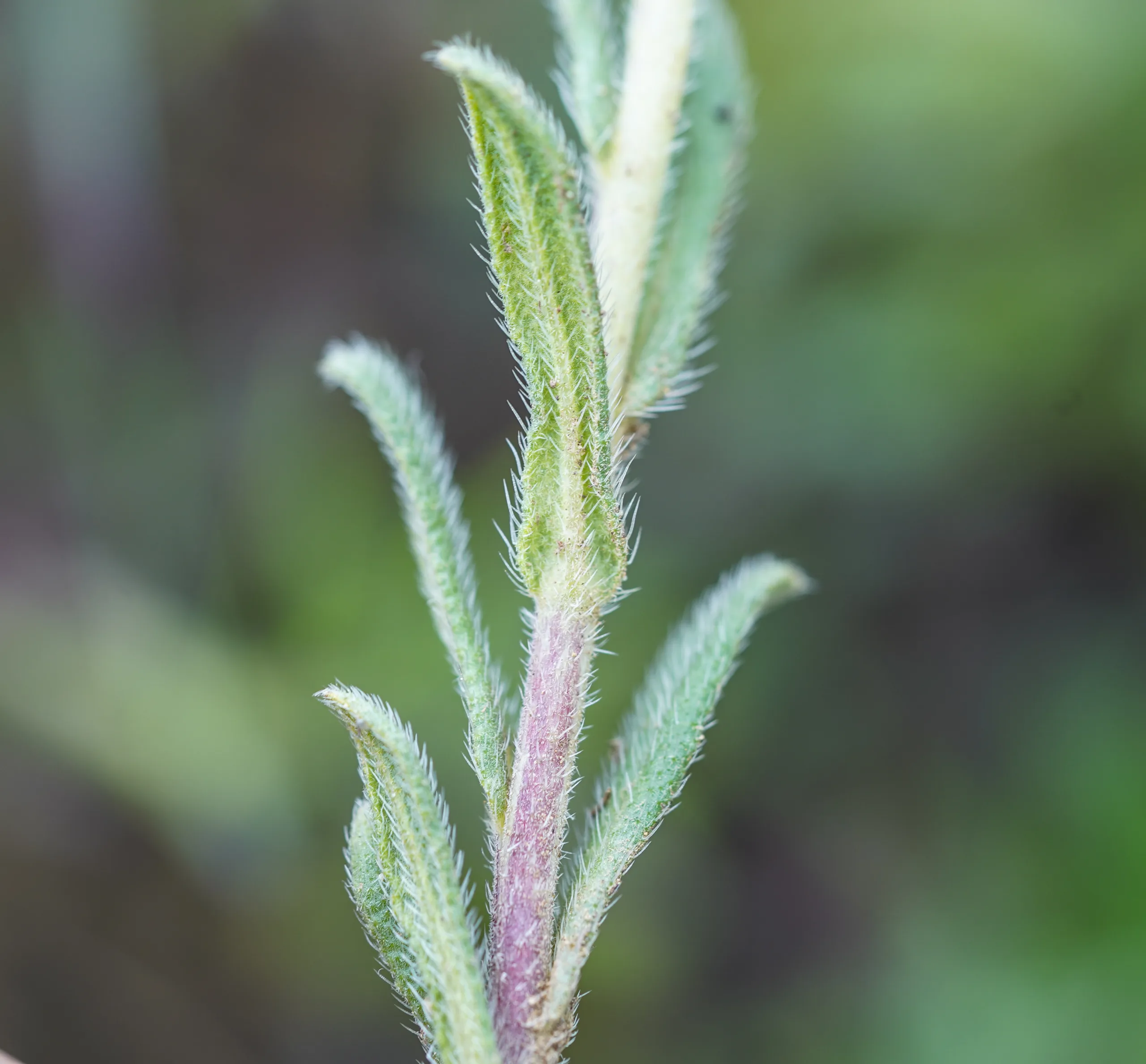 Onosma bracteosa