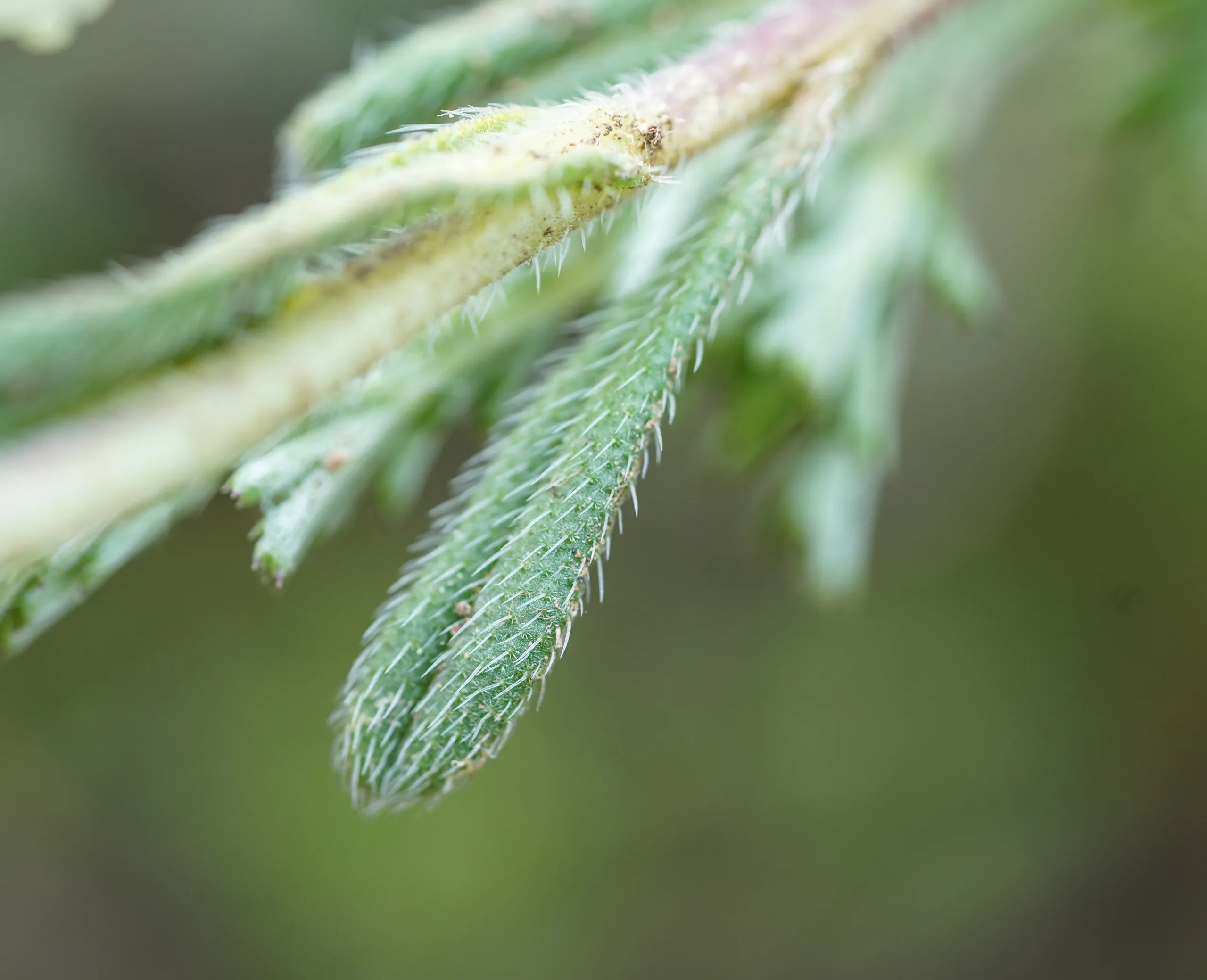 Onosma bracteosa