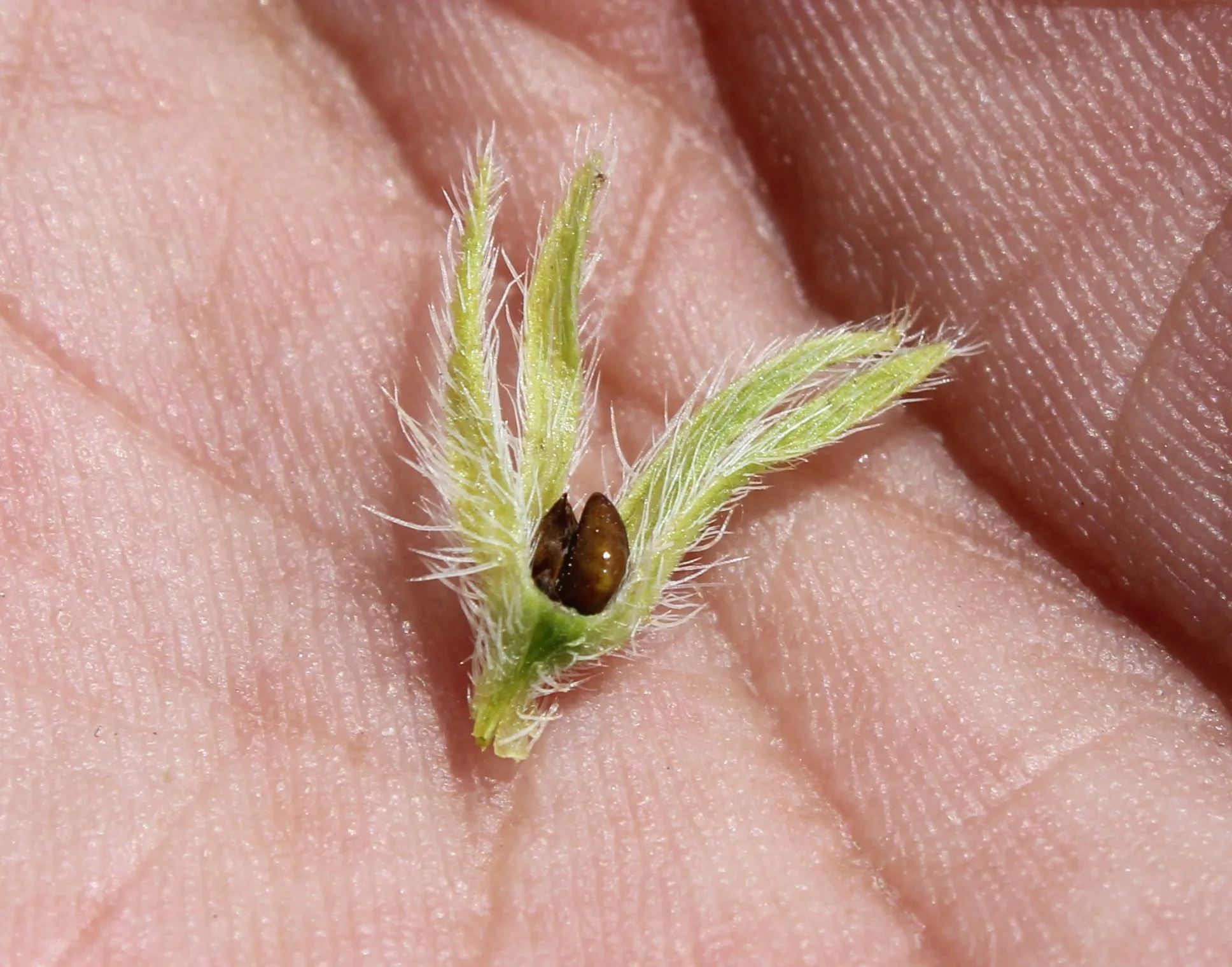 Onosma bracteosa