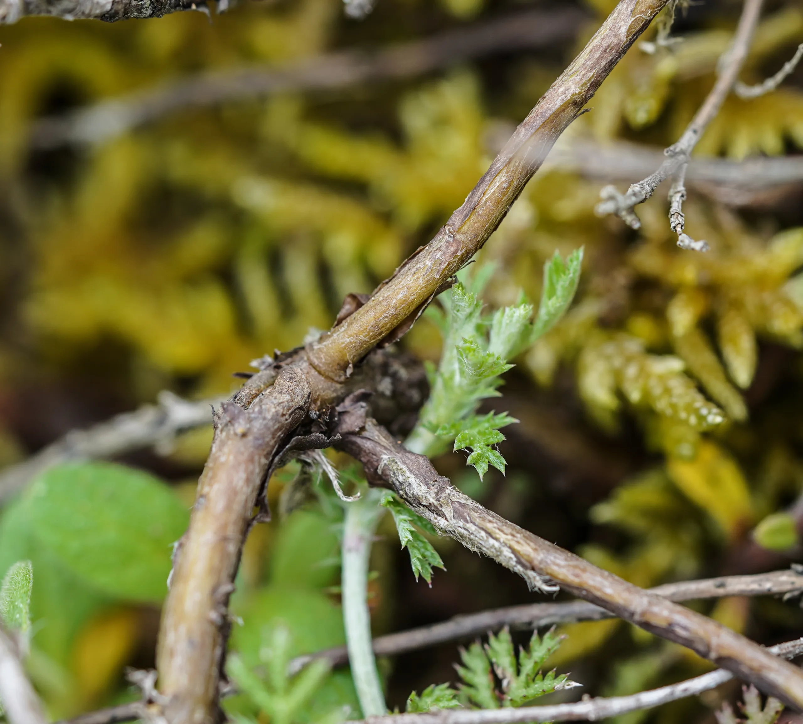 Onosma bracteosa