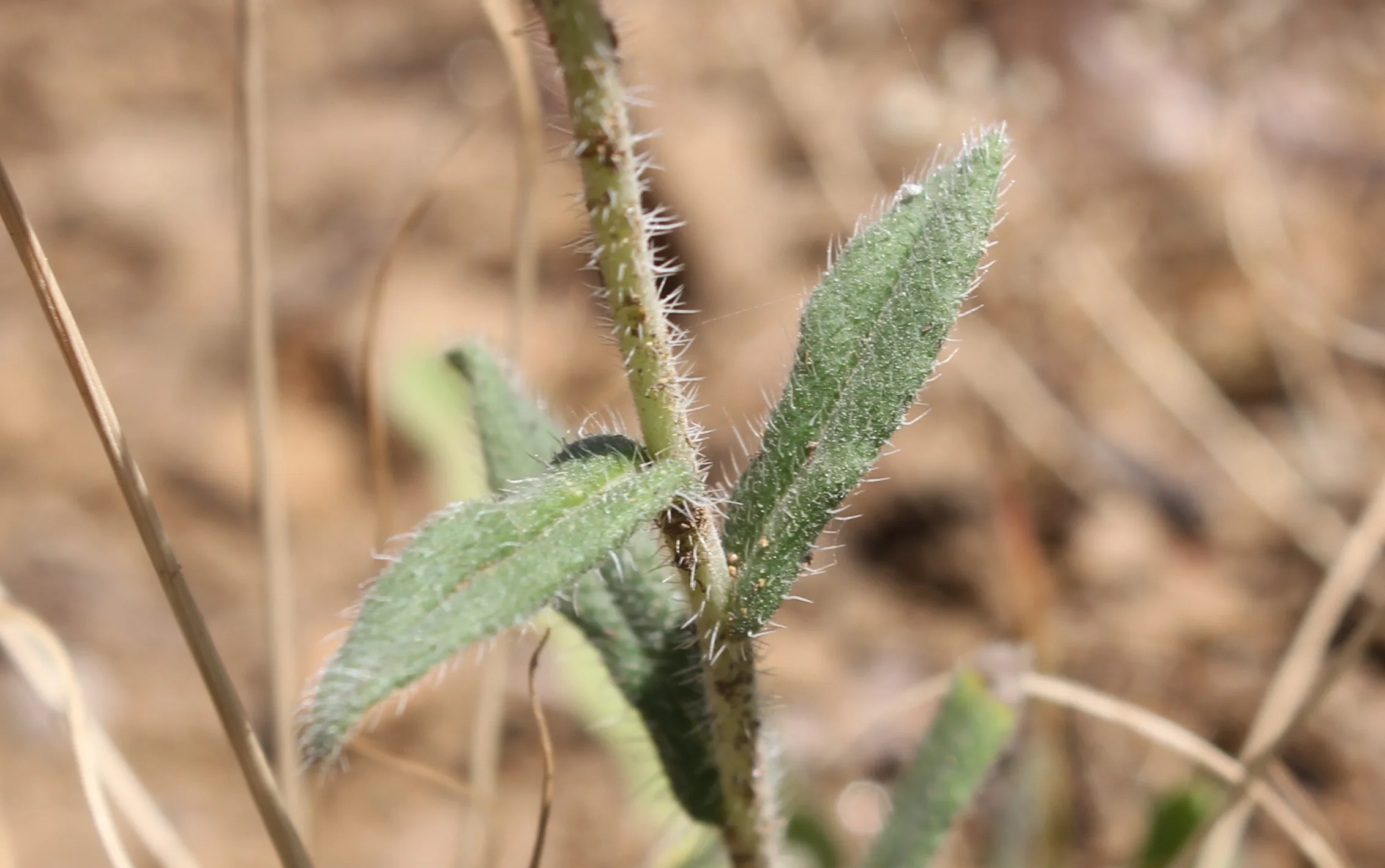 Onosma bracteosa