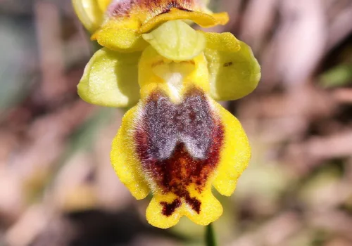Ophrys lutea subsp. galilaea