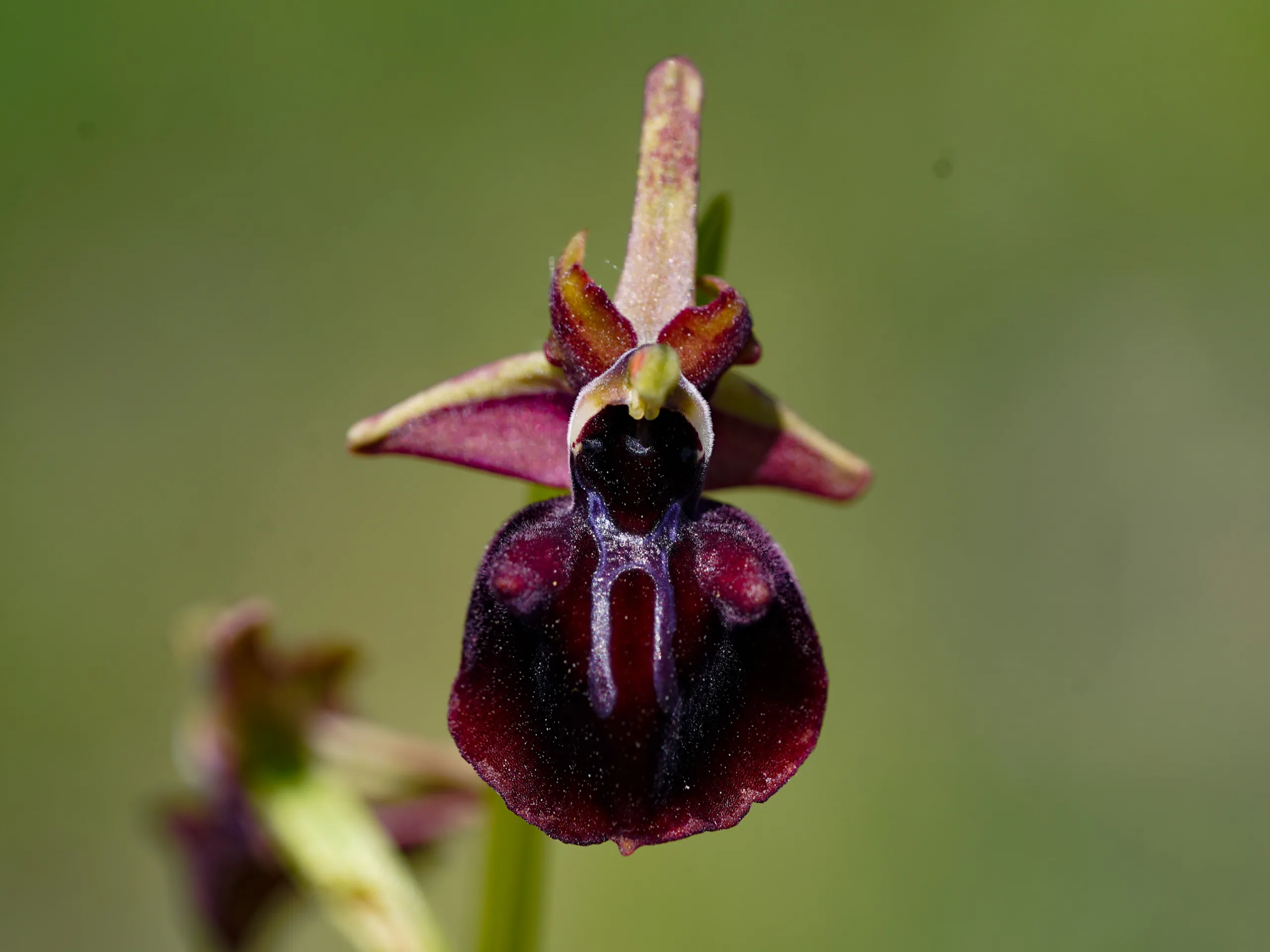 Ballıkayalar Tabiat Parkı’nın endemik bitkileri