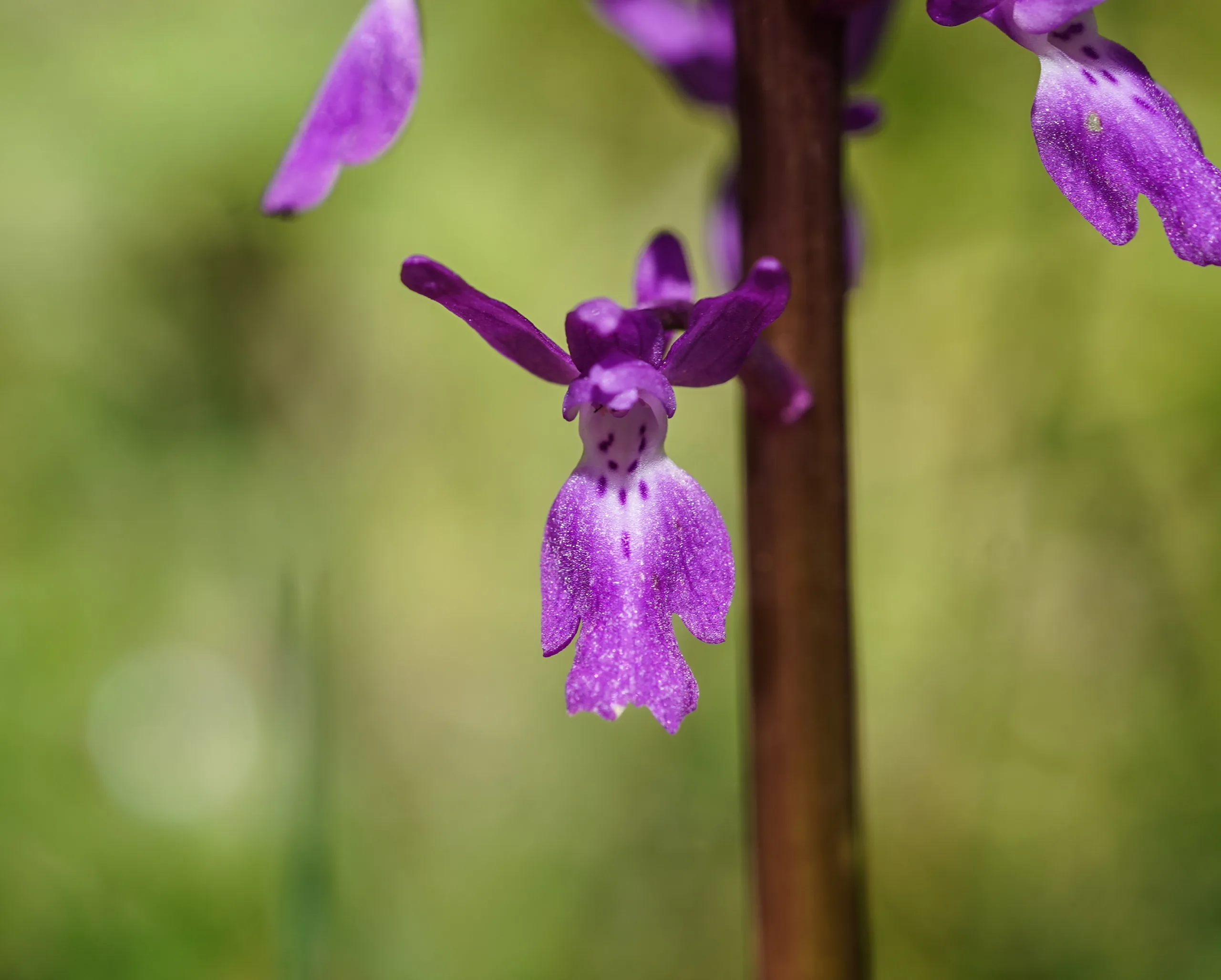 Orchis mascula