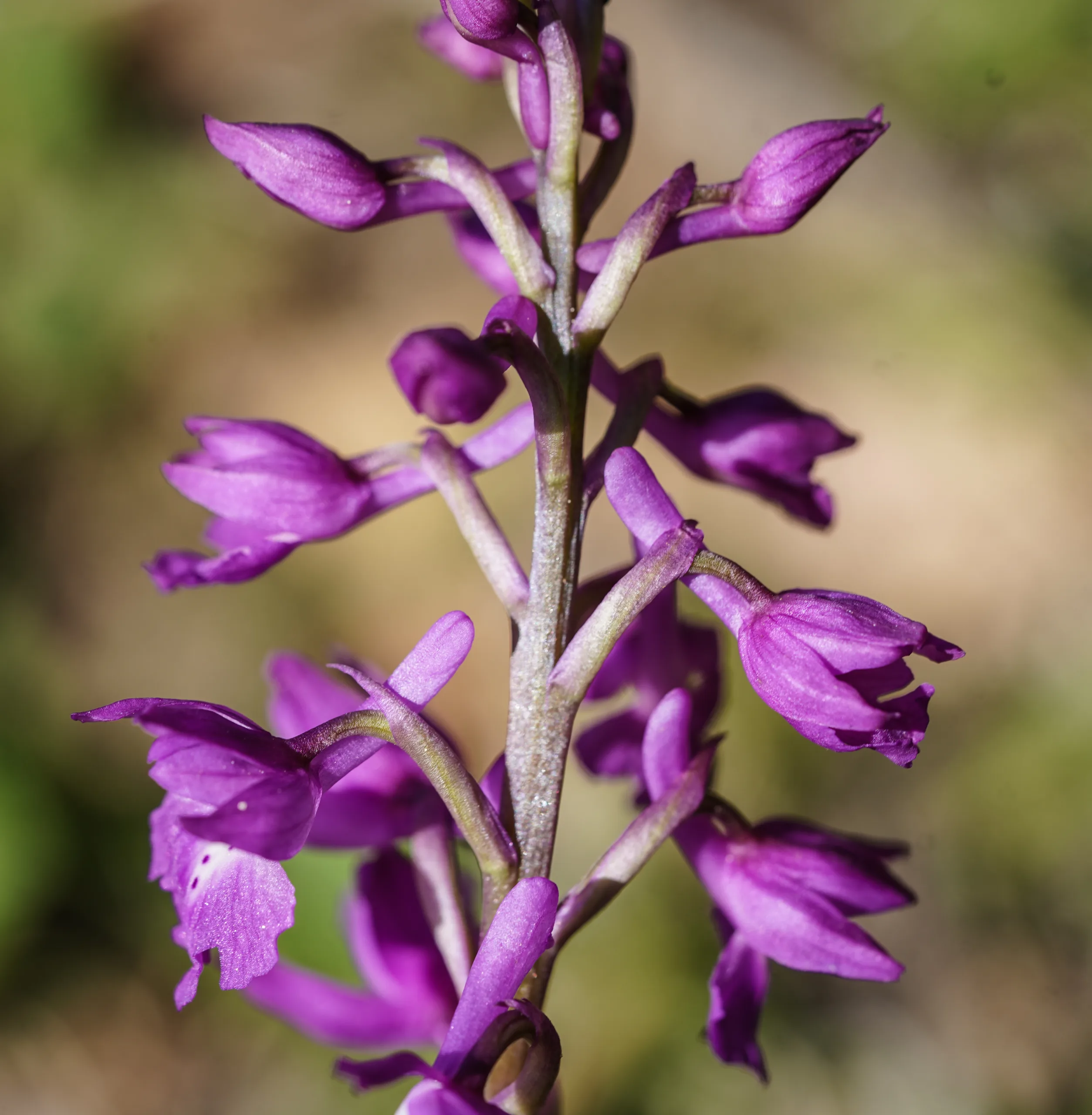 Orchis mascula