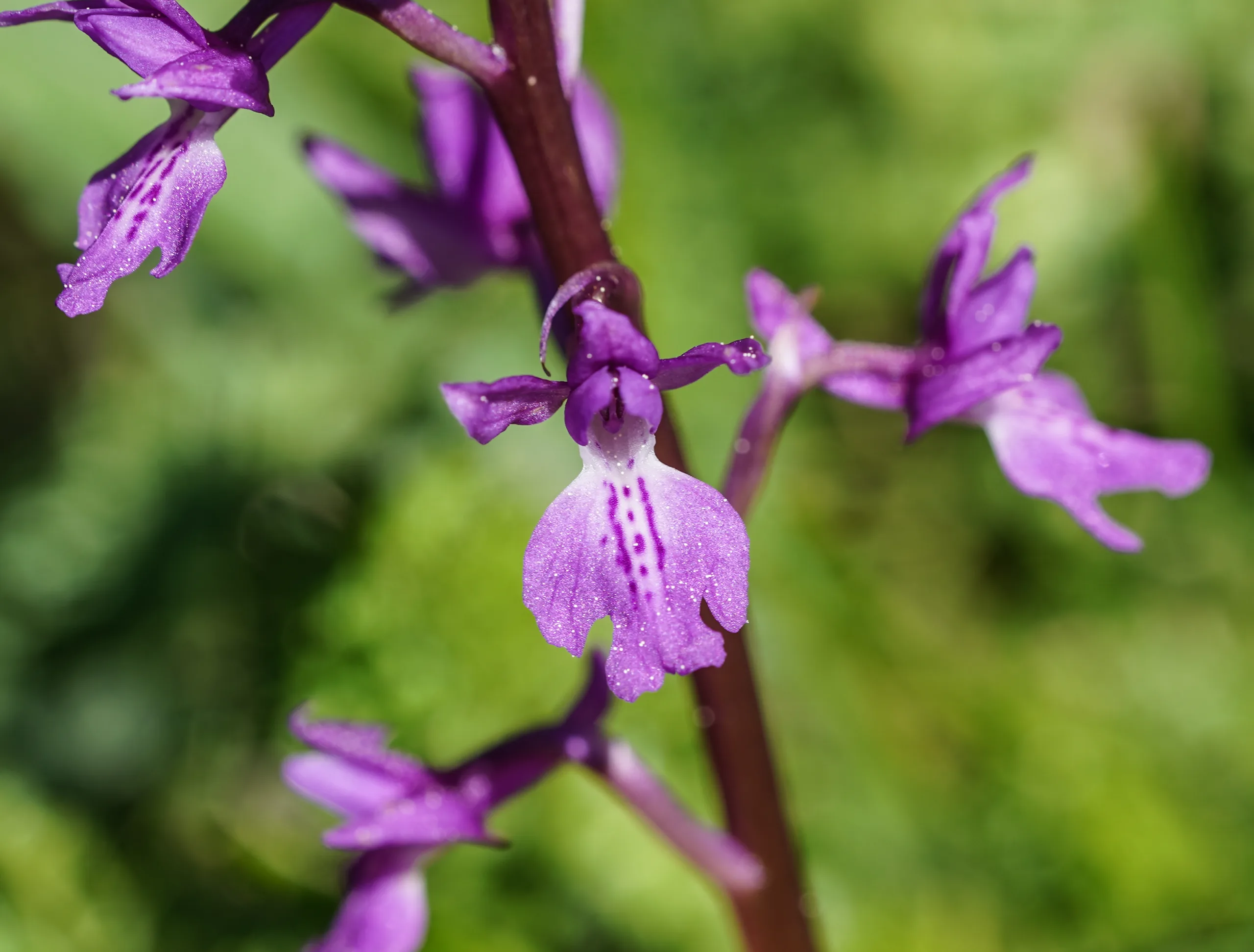 Orchis mascula