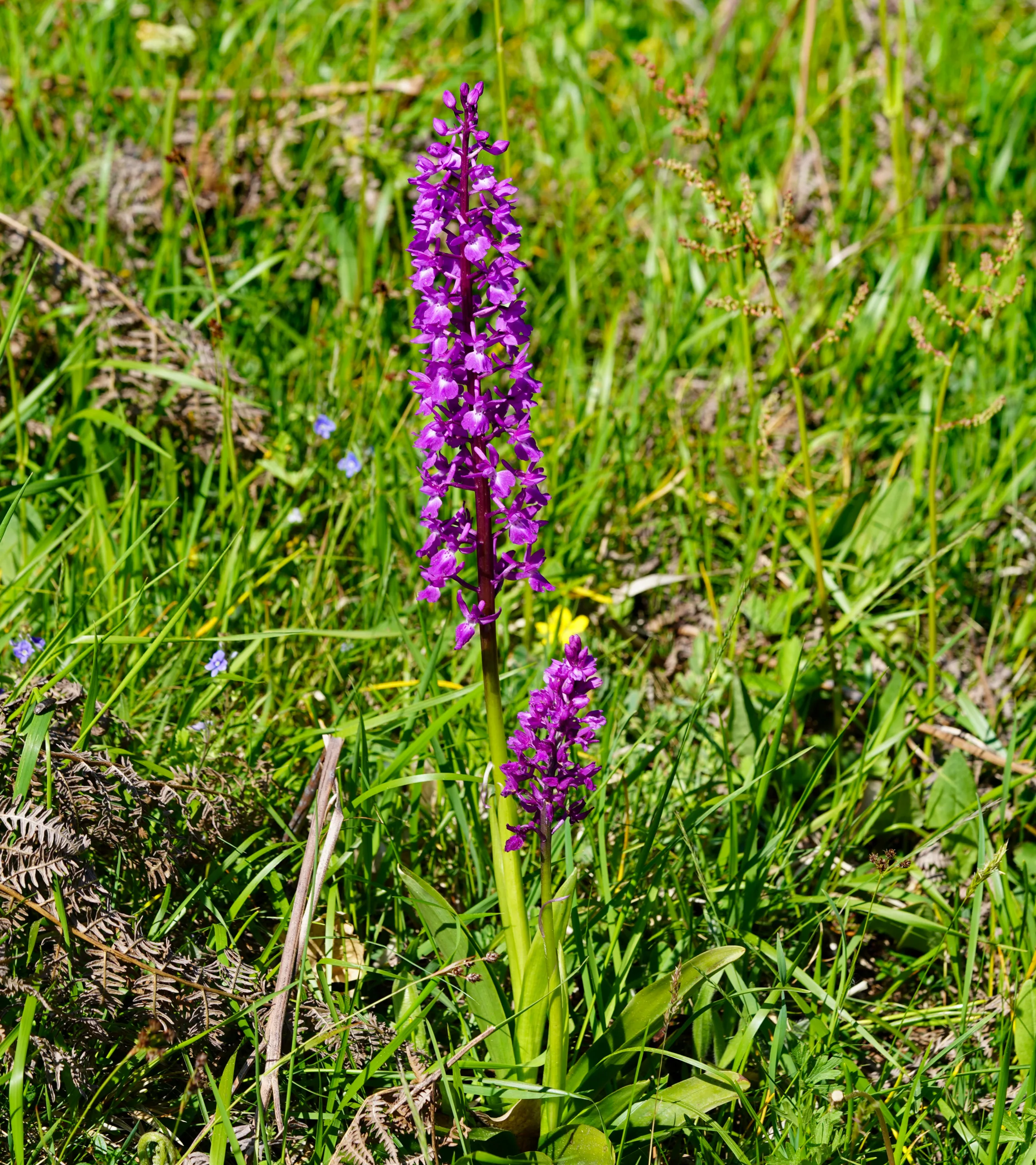 Orchis mascula