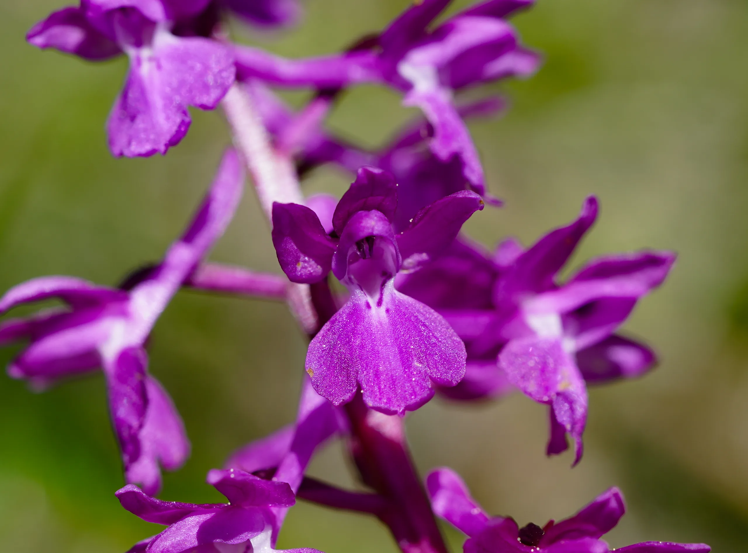 Orchis mascula