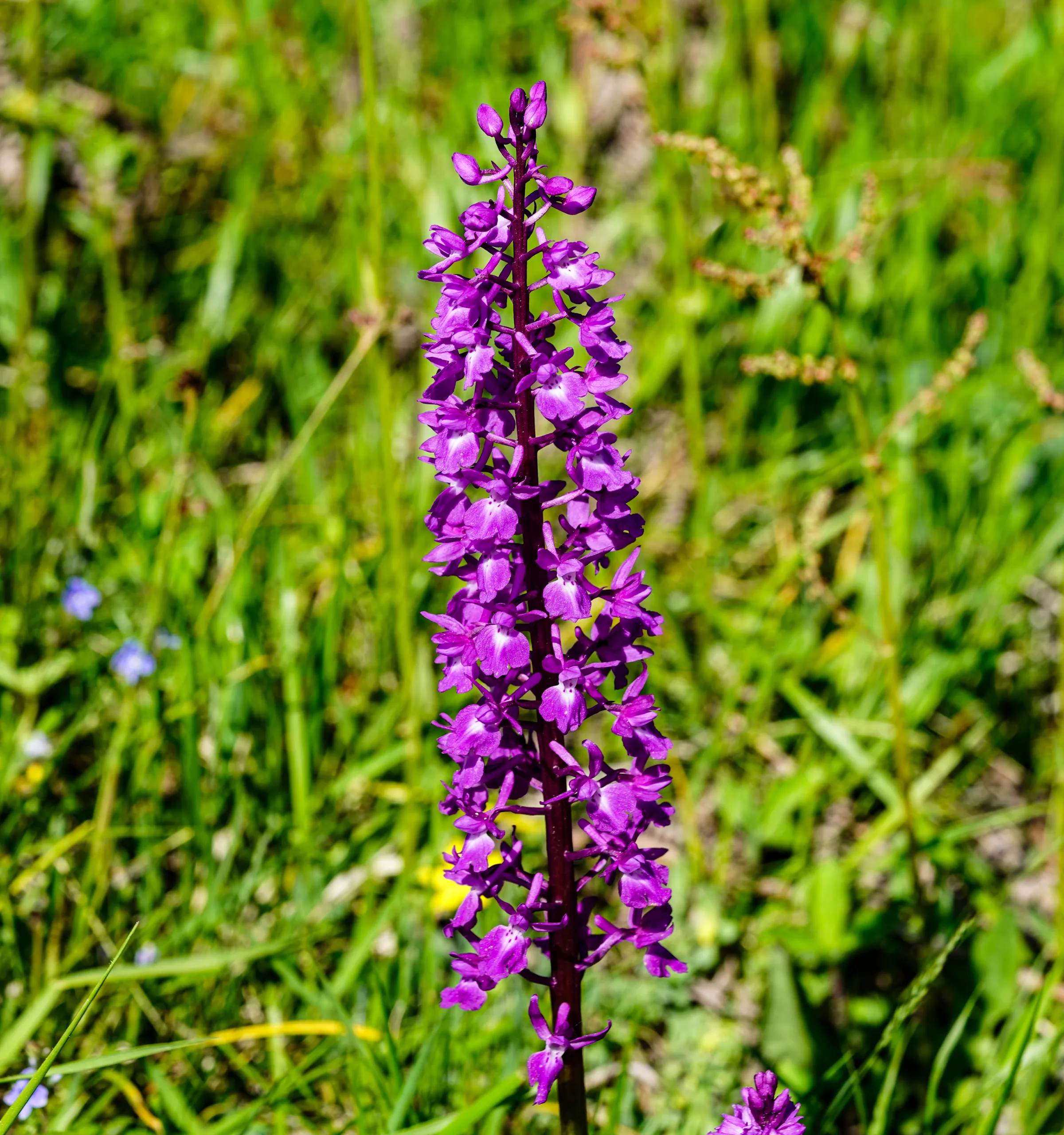 Orchis mascula