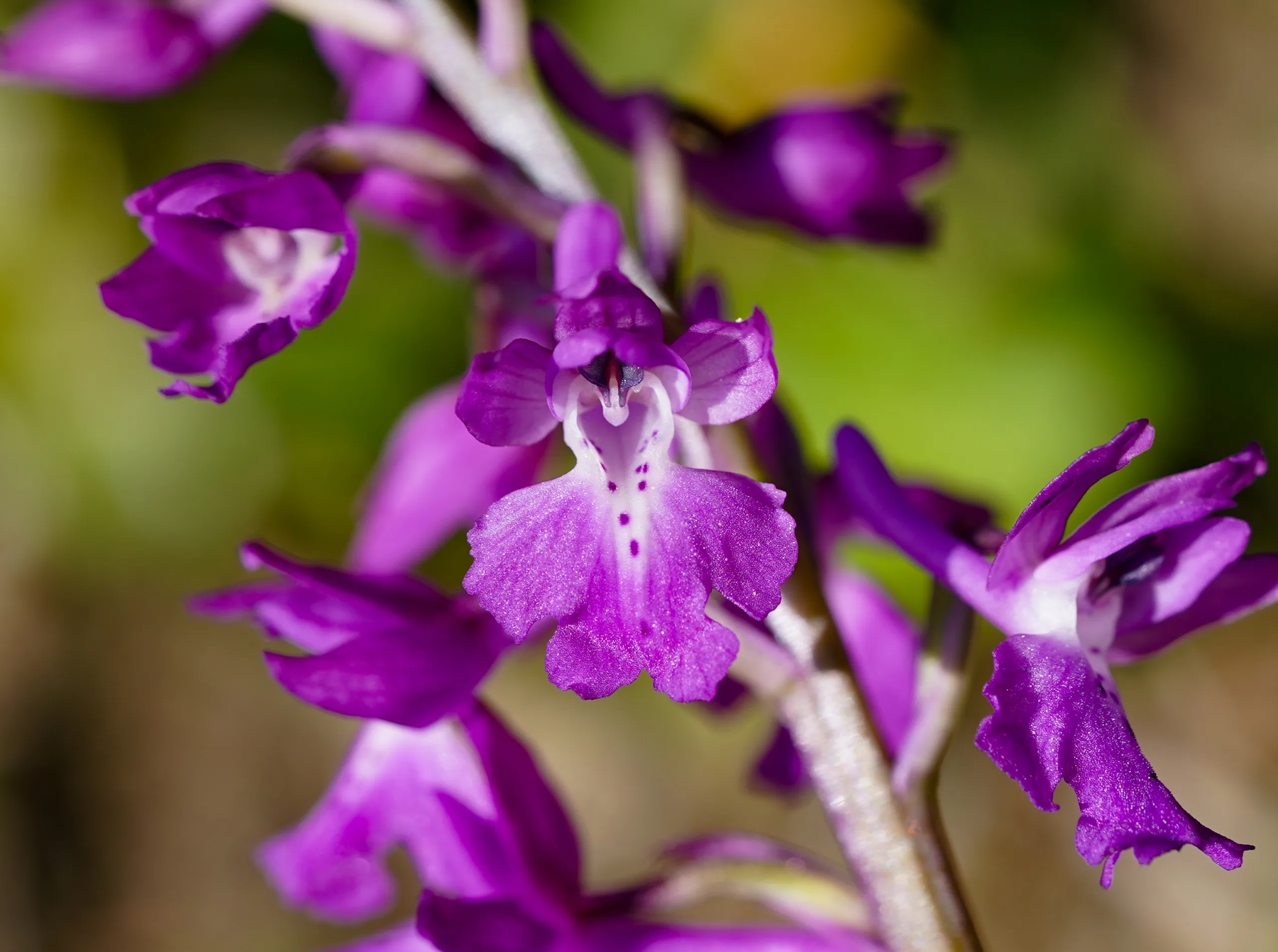Orchis mascula