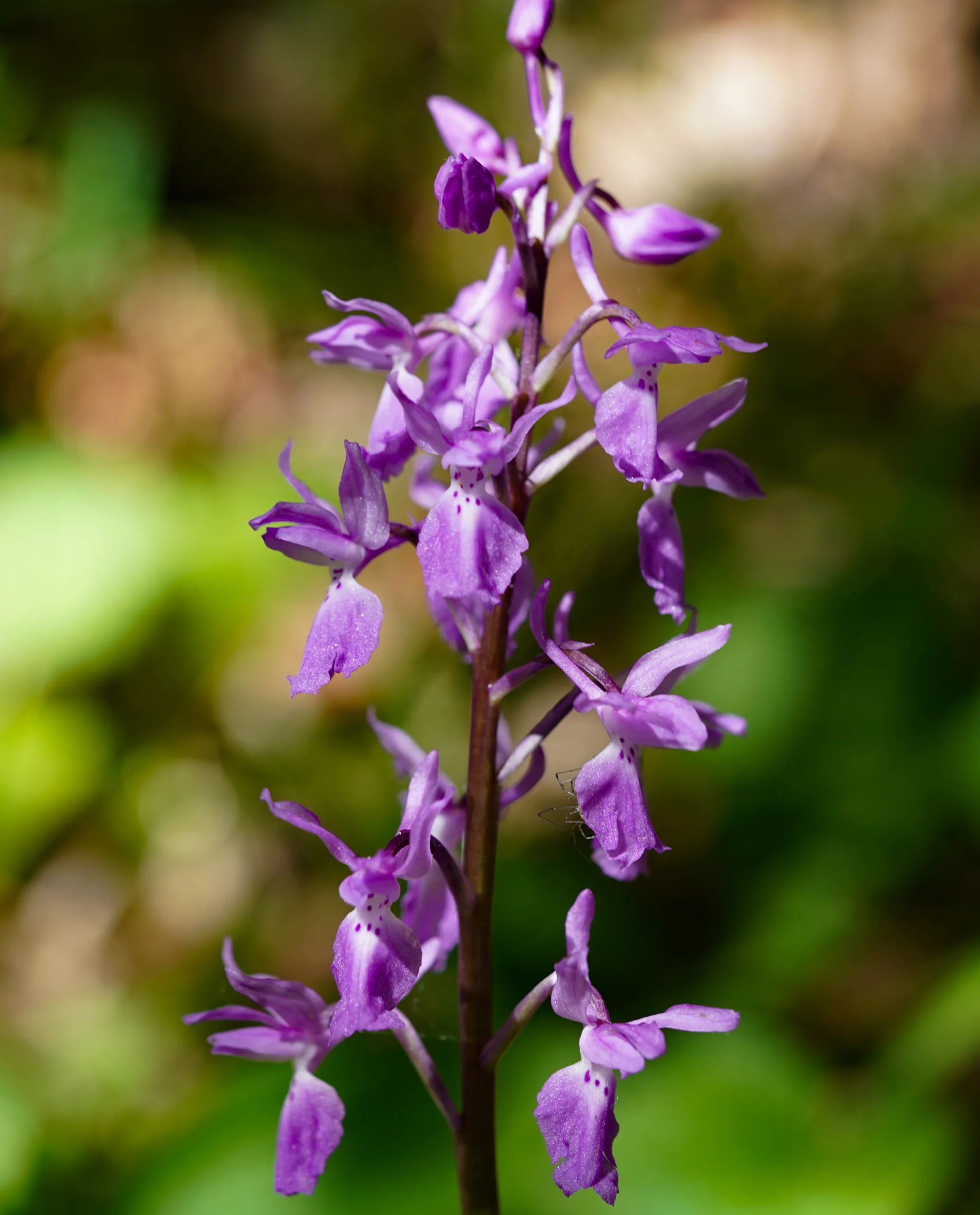 Orchis mascula