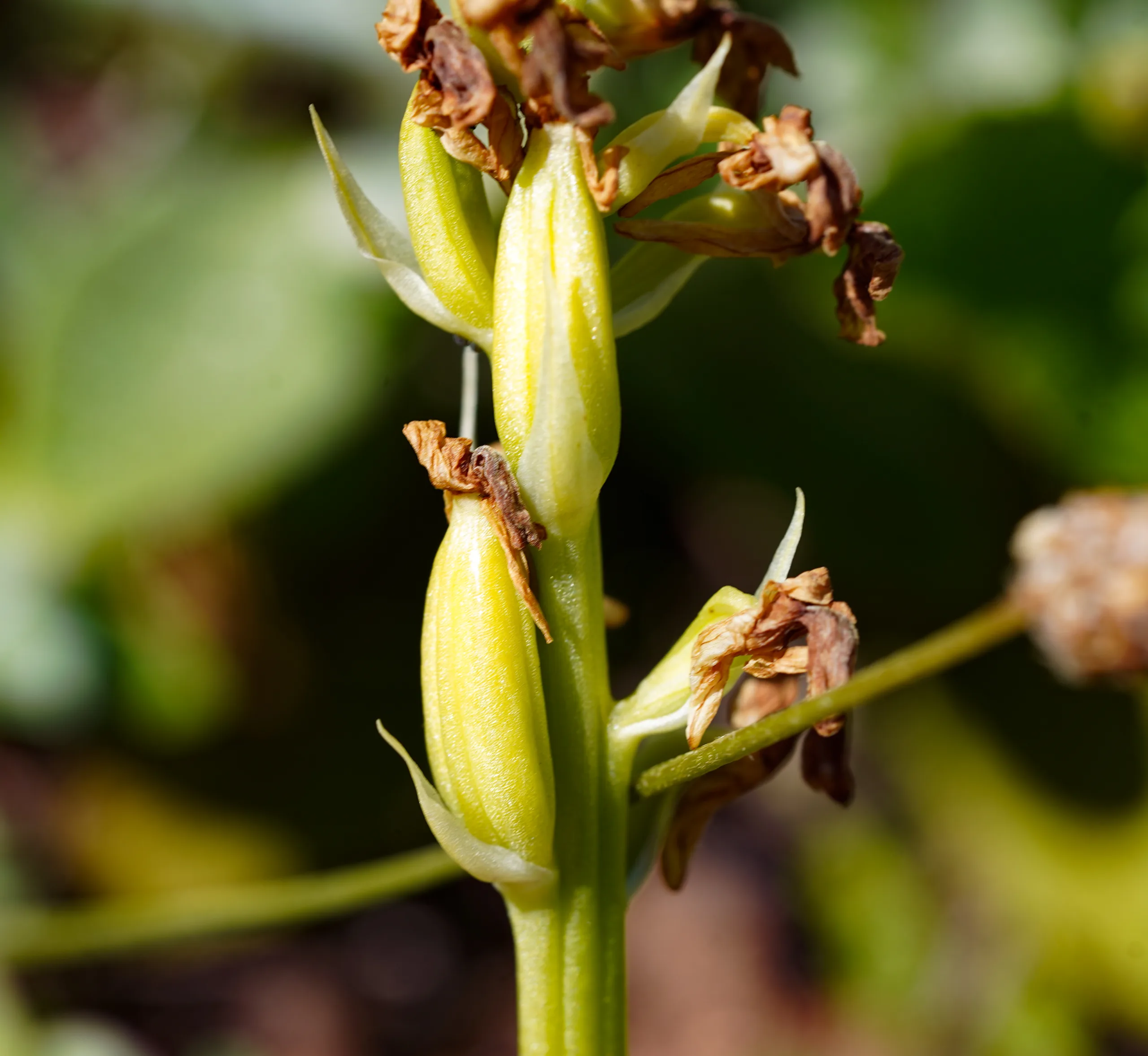 Orchis pallens