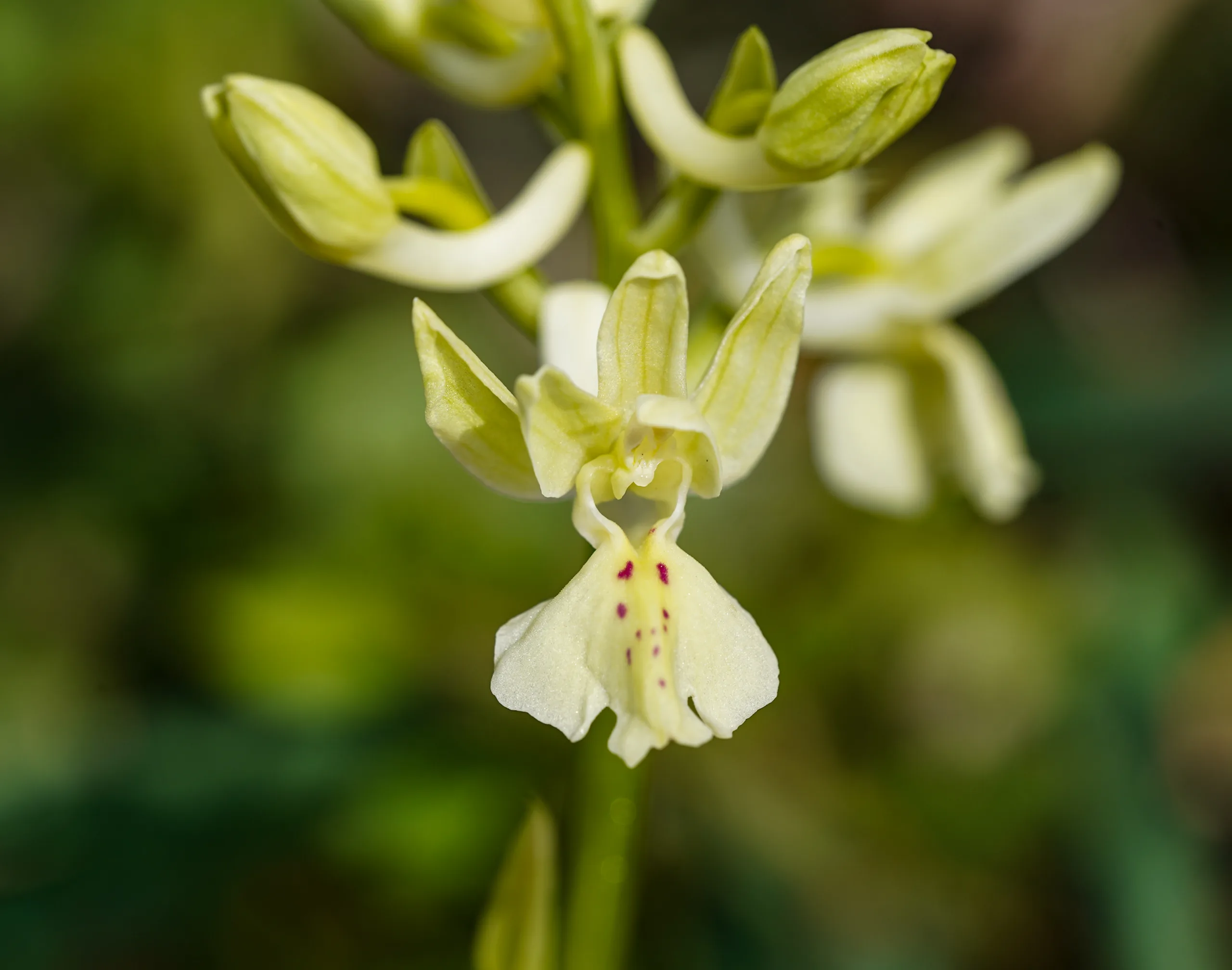 Orchis provincialis (Katrancık)