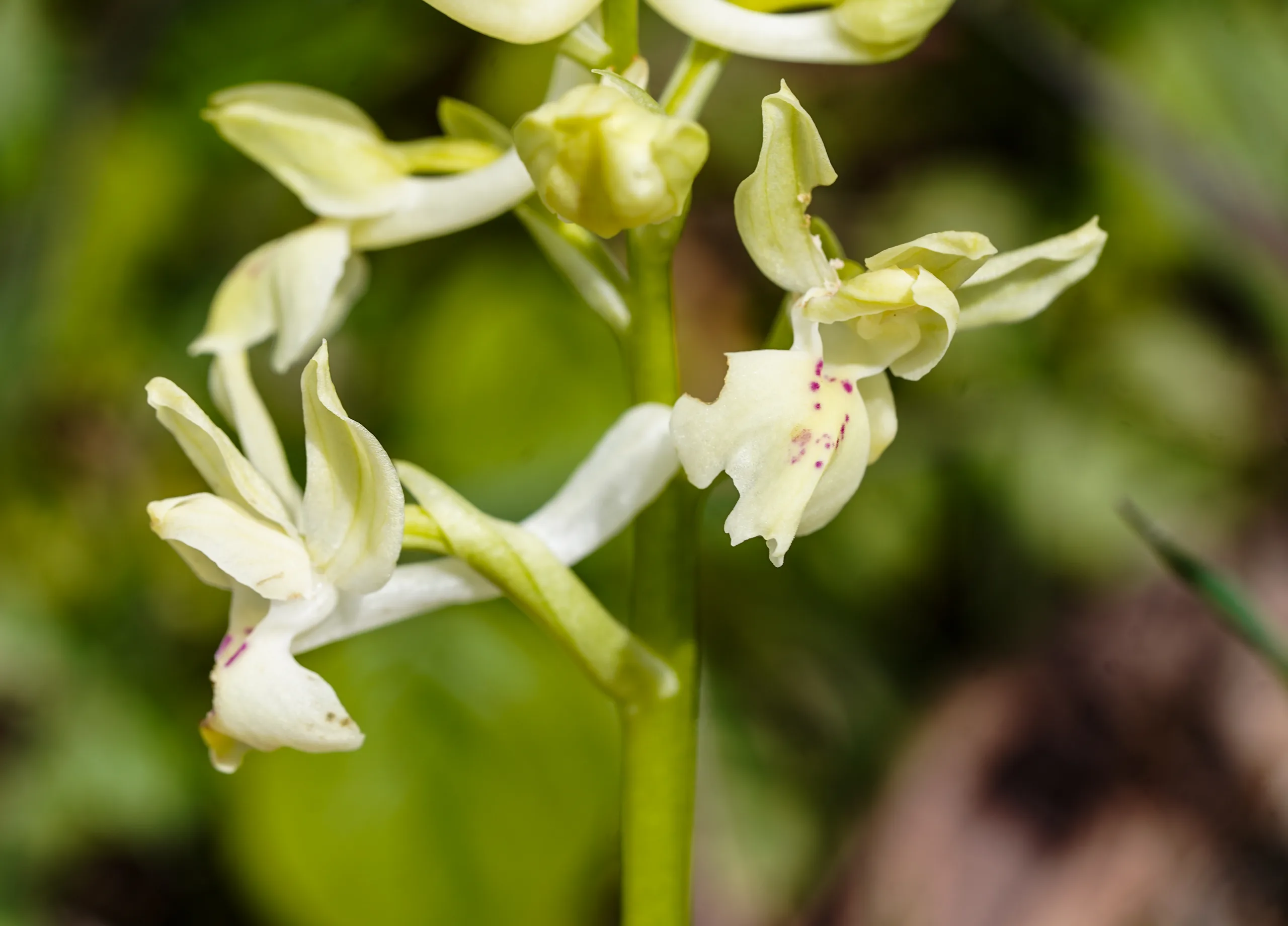 Orchis provincialis