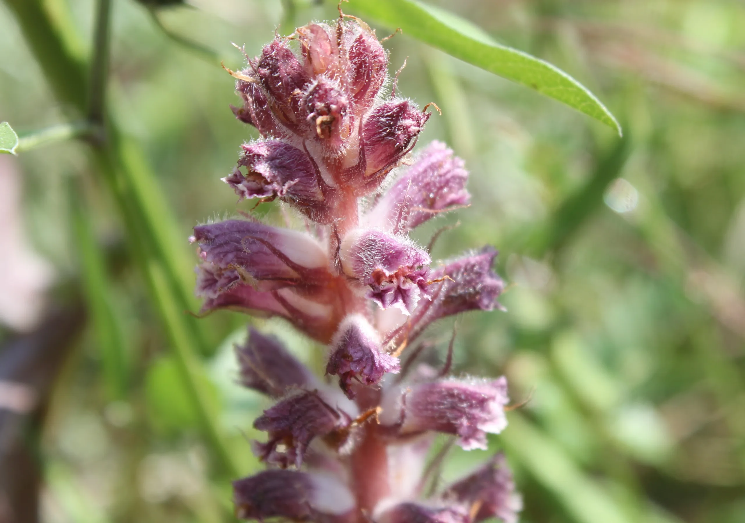 Orobanche pubescens