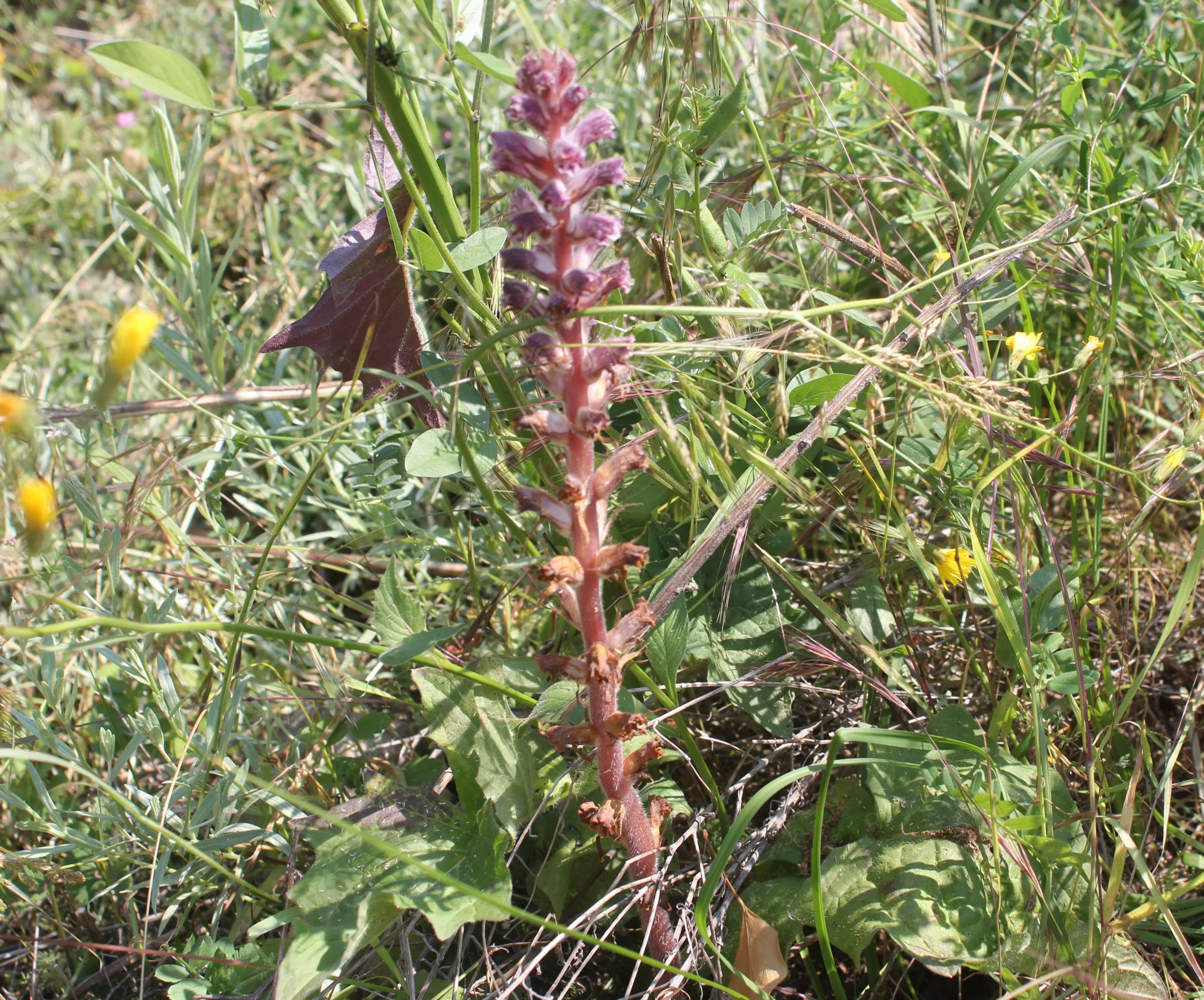 Orobanche pubescens