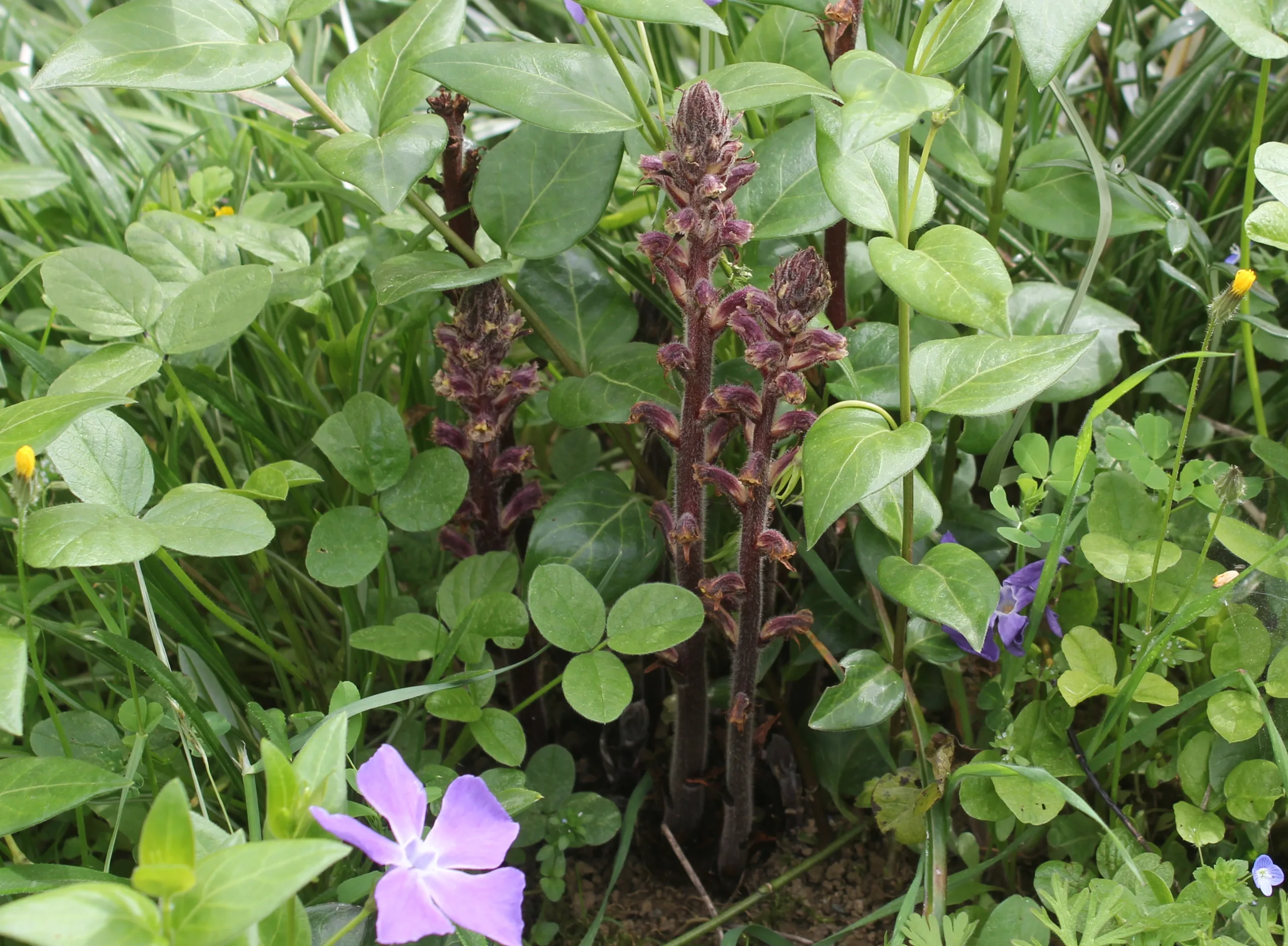 Orobanche pubescens