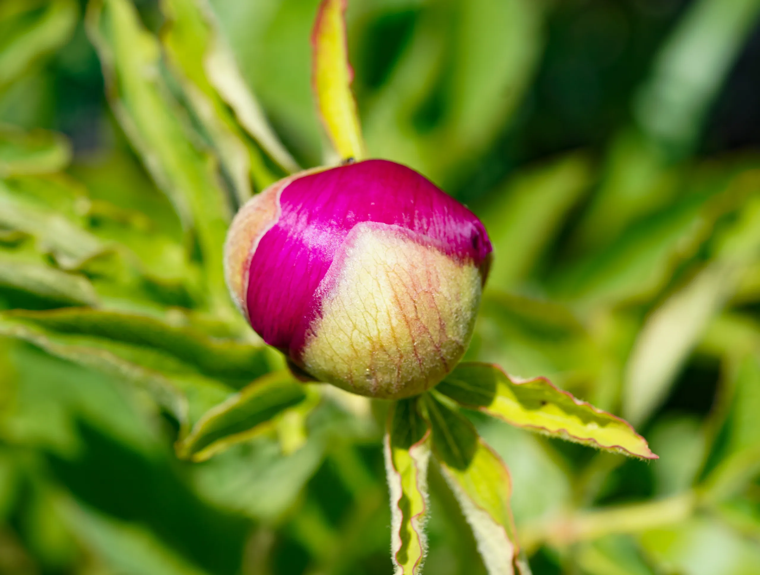 Paeonia arietina