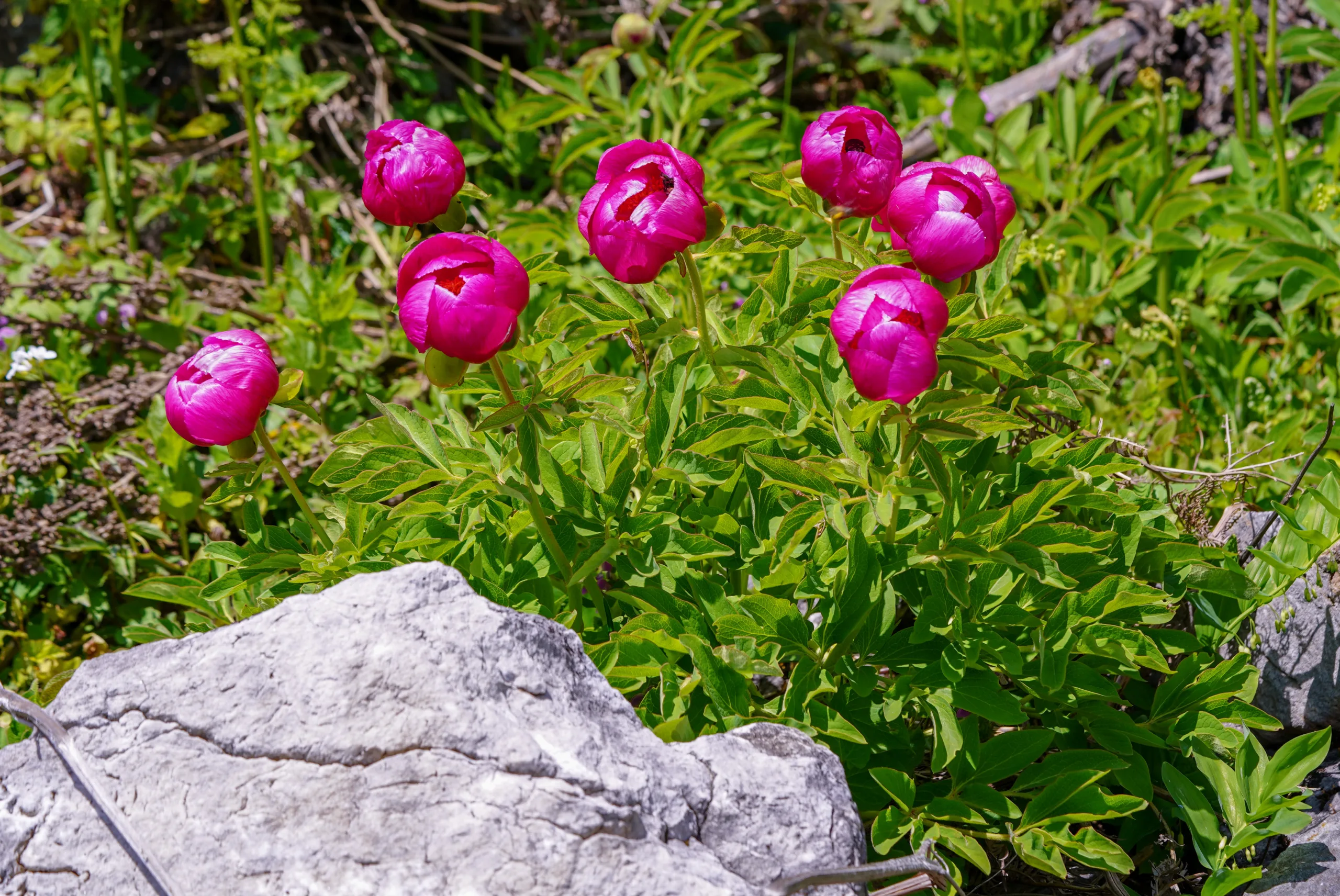 Paeonia arietina