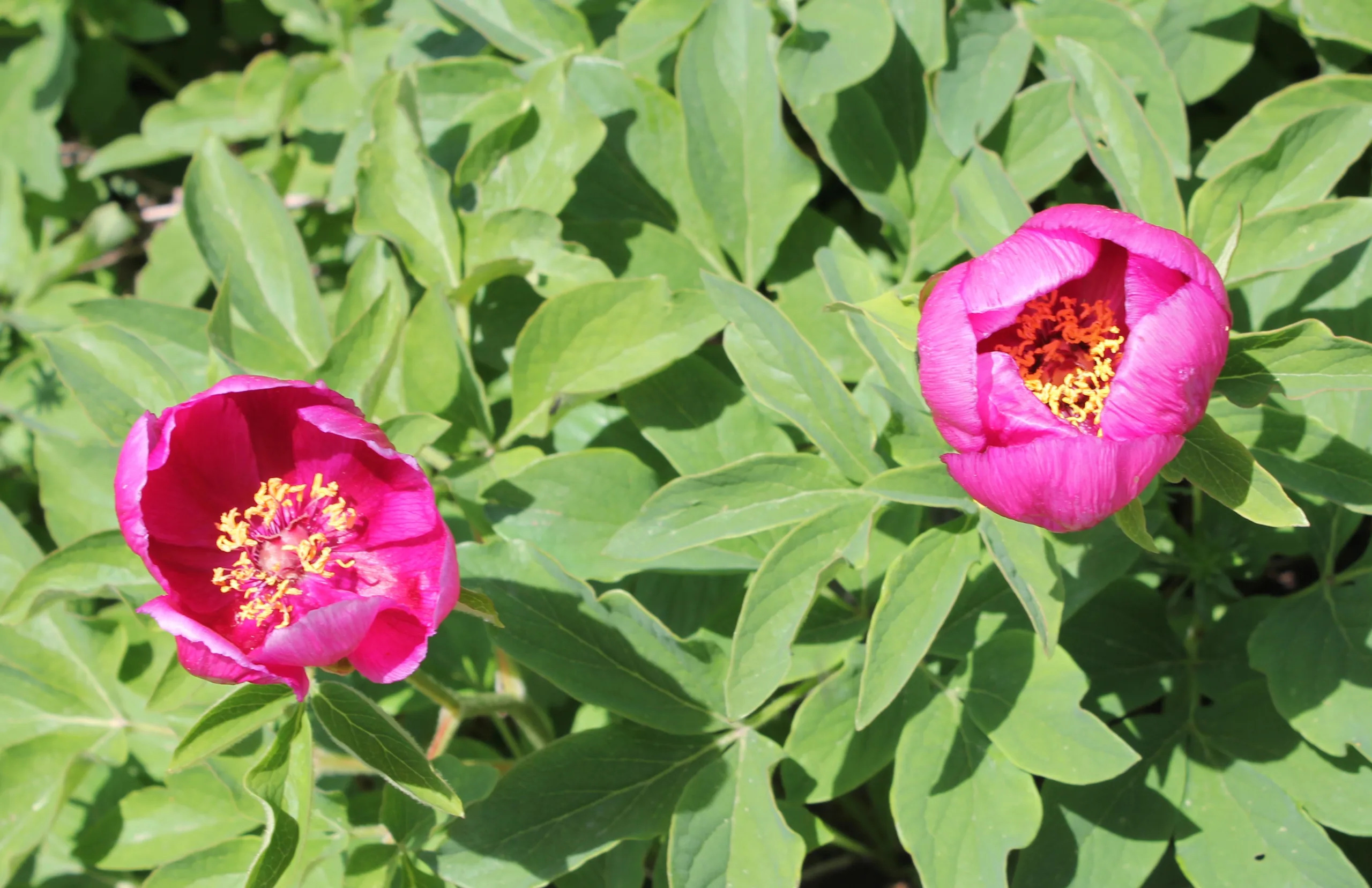 Paeonia arietina