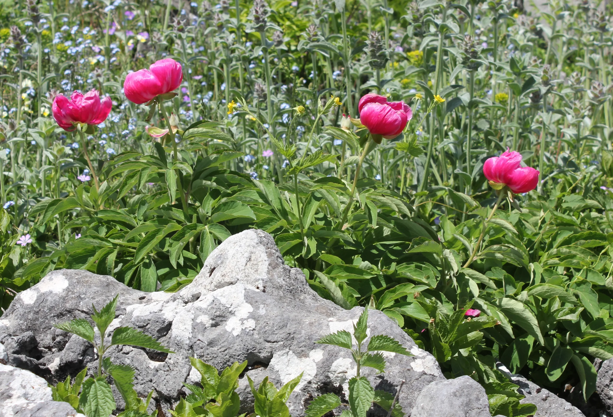 Paeonia arietina
