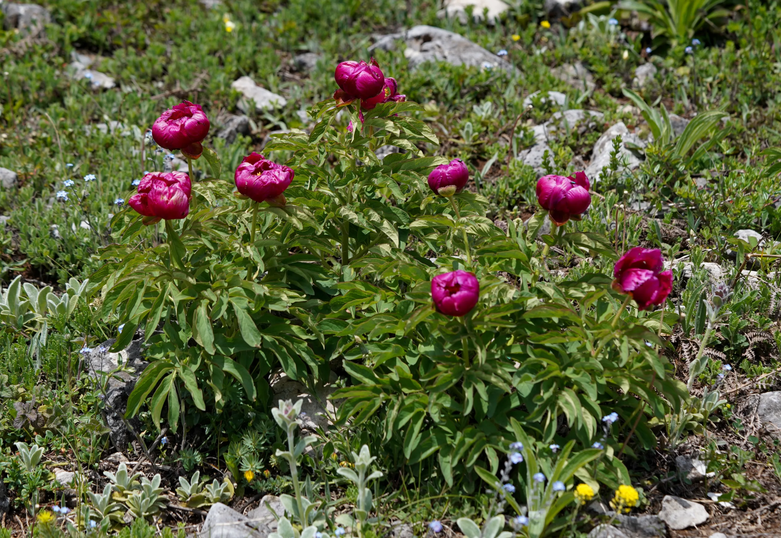 Paeonia arietina