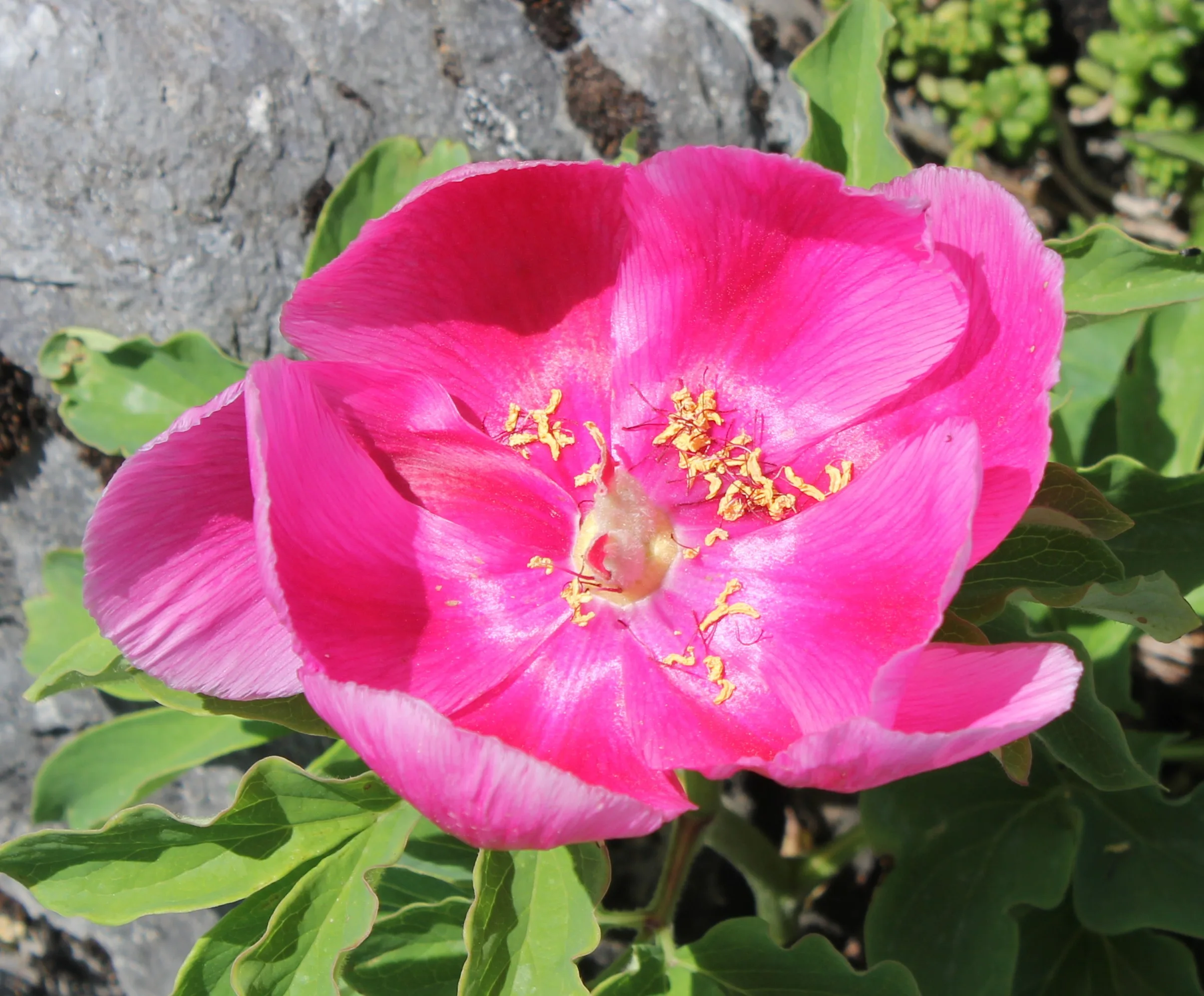 Paeonia arietina
