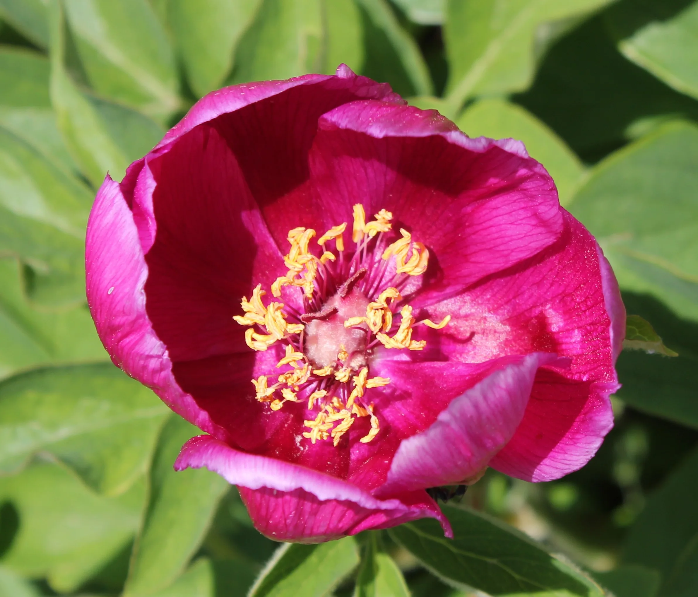 Paeonia arietina