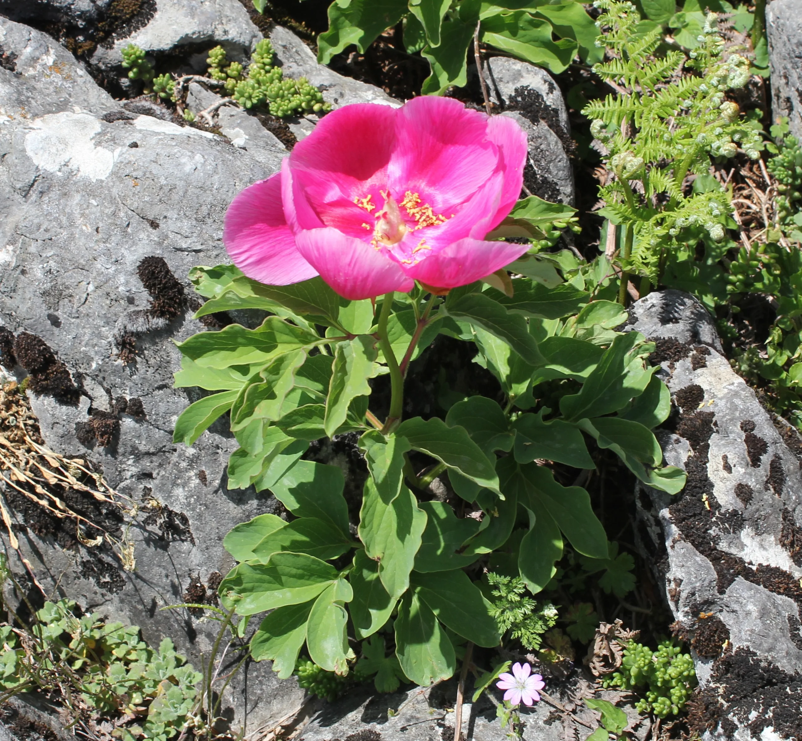 Paeonia arietina