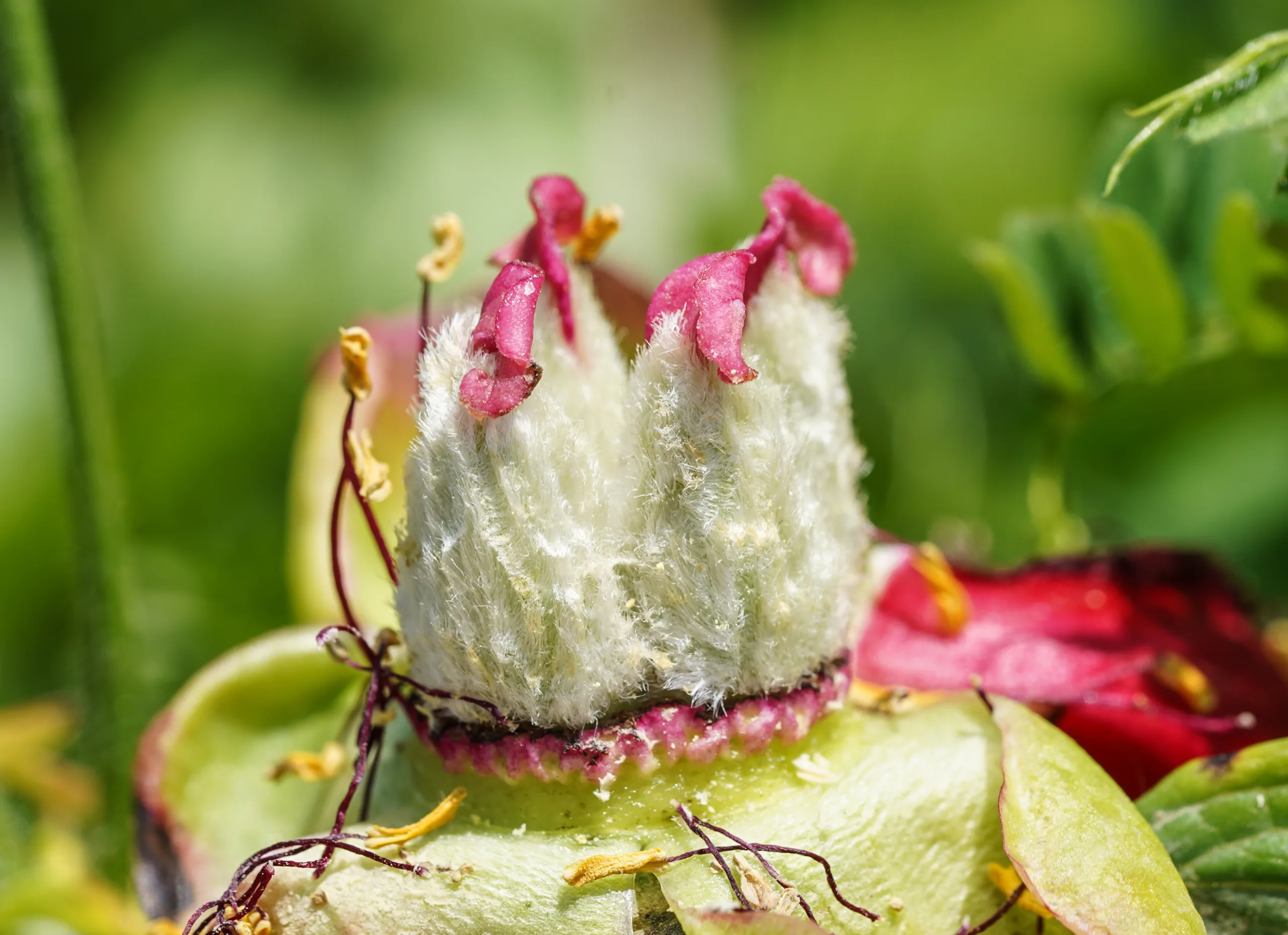 Paeonia peregrina