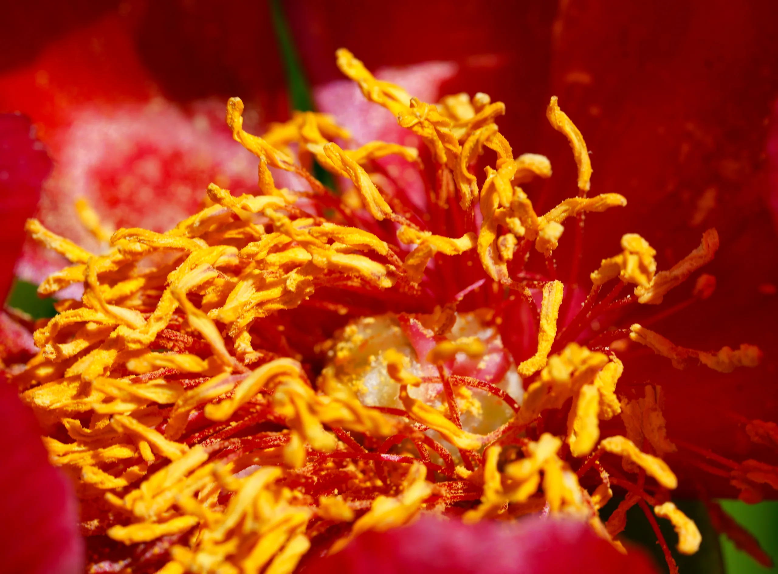 Paeonia peregrina