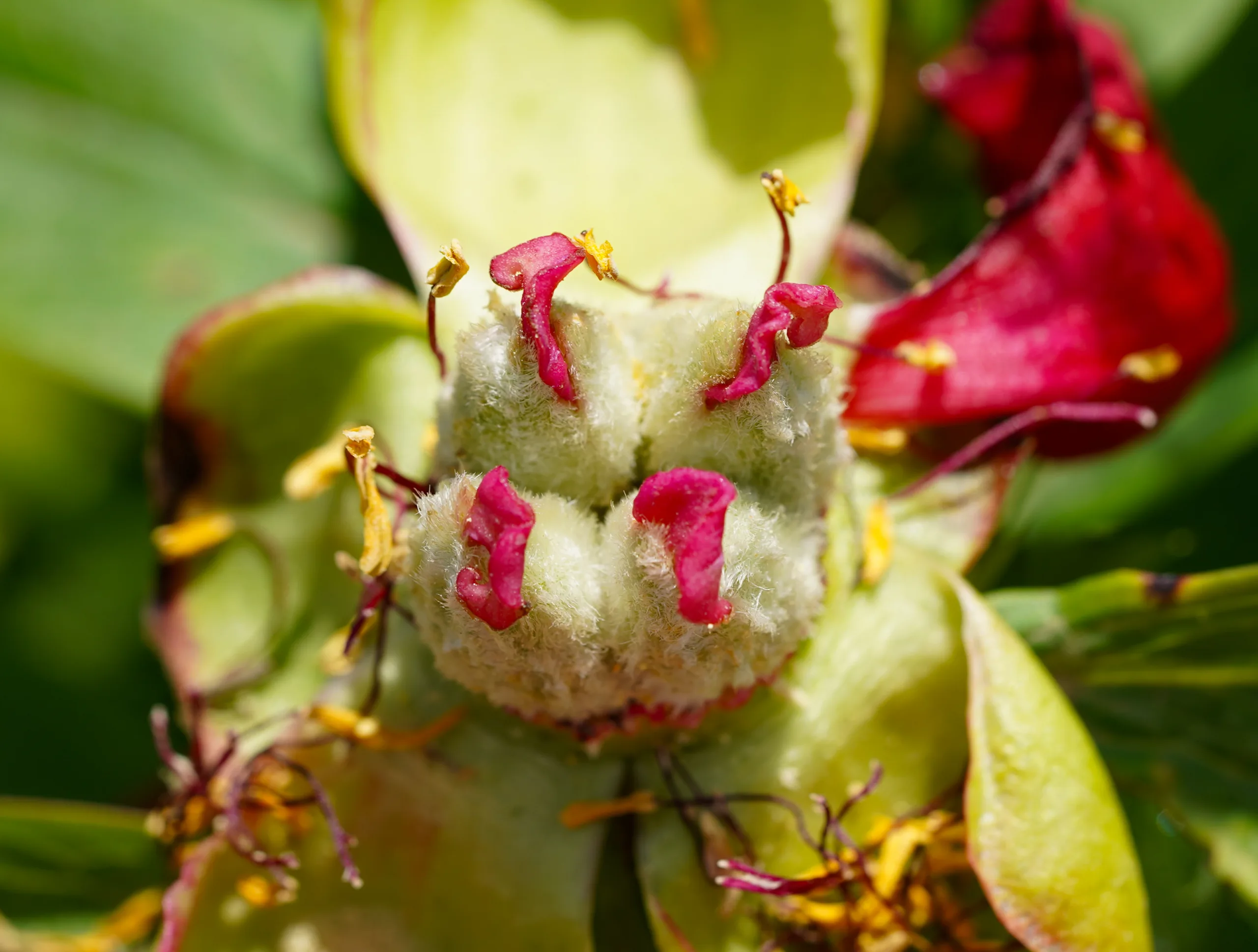 Paeonia peregrina