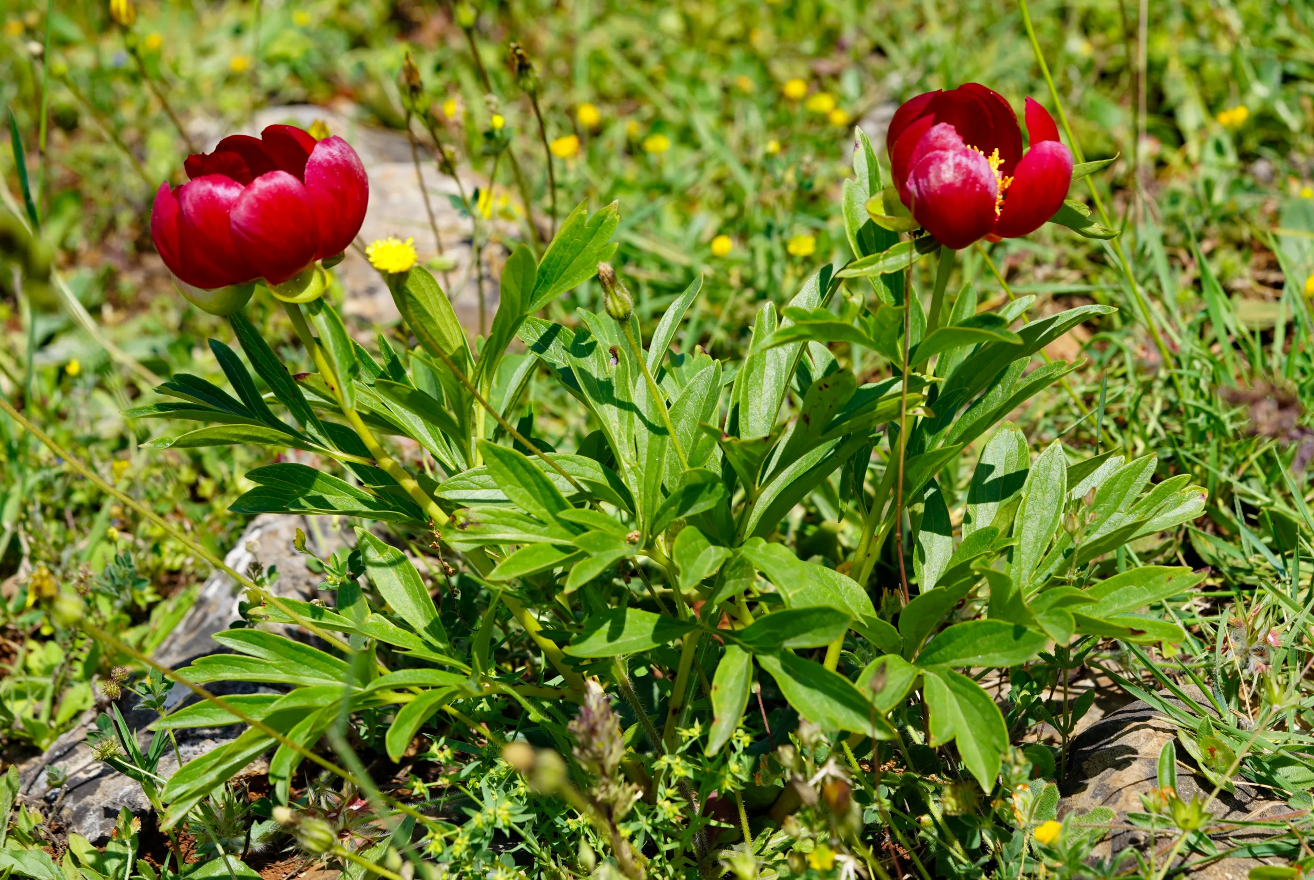 Paeonia peregrina