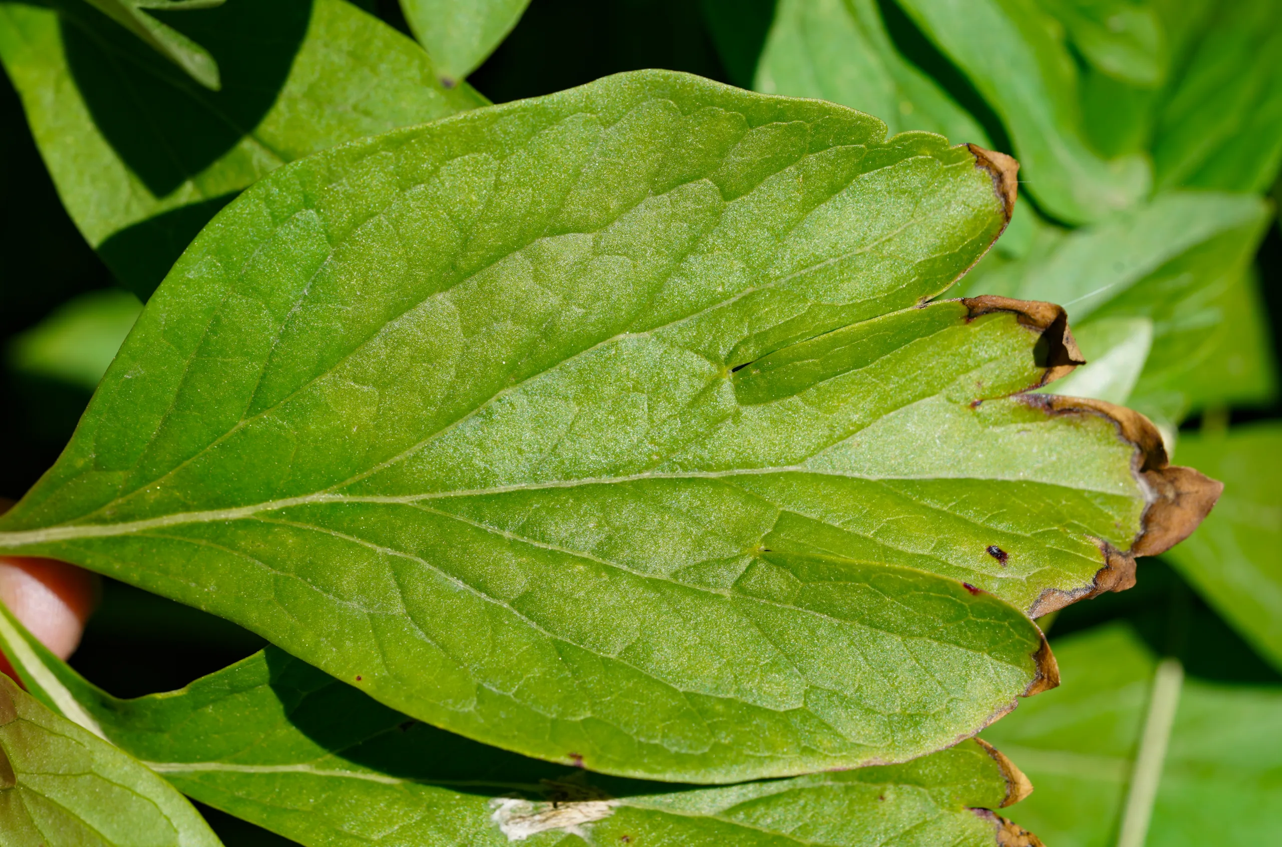 Paeonia peregrina