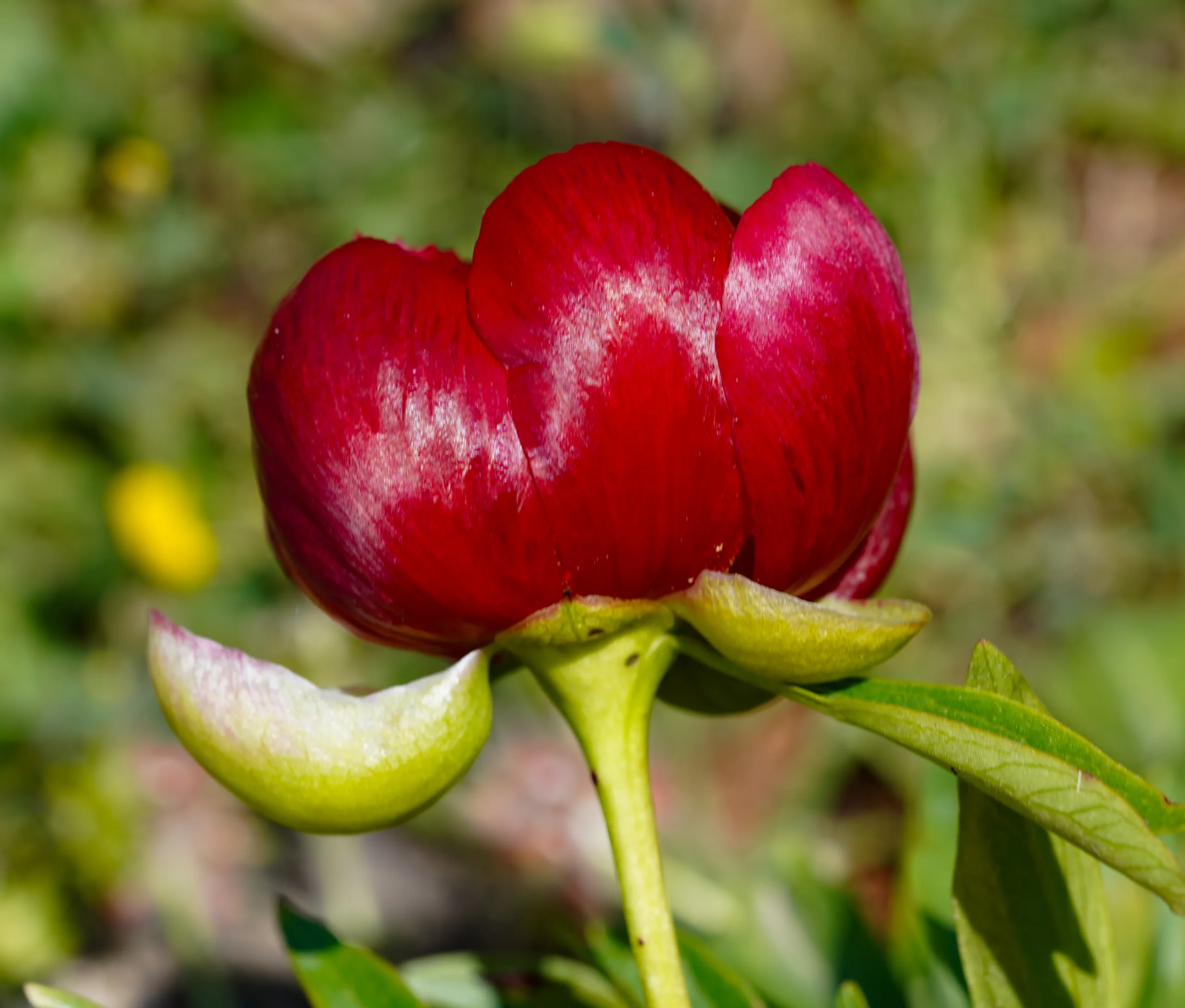 Paeonia peregrina