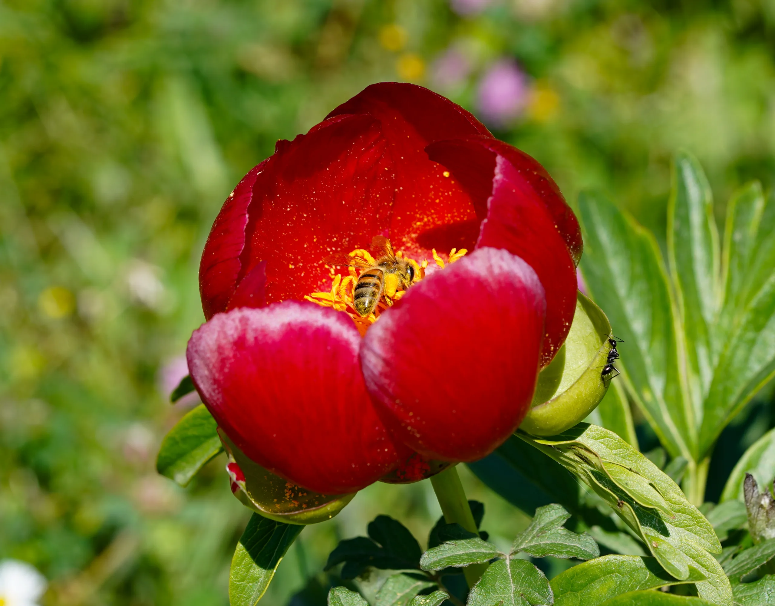 Paeonia peregrina