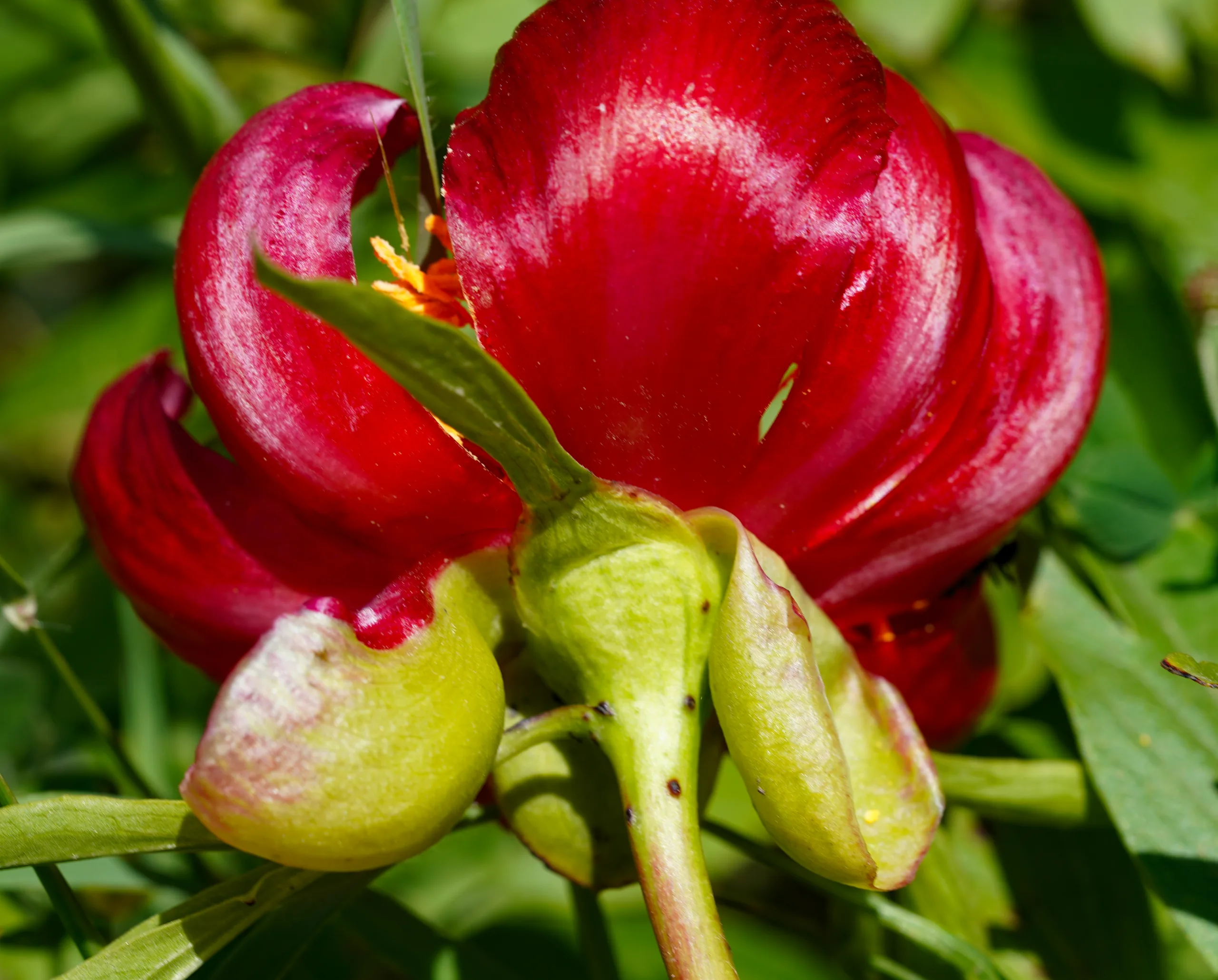 Paeonia peregrina