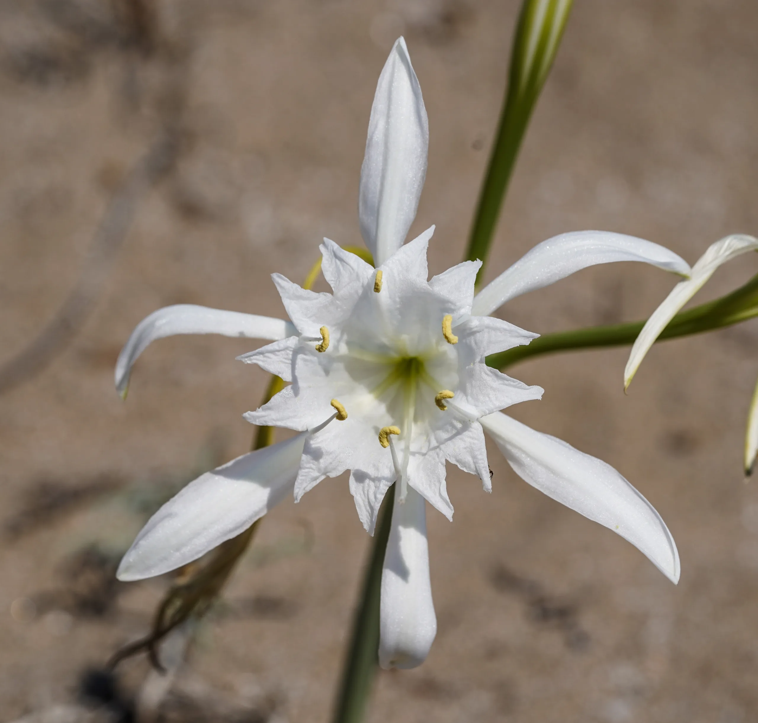 Pancratium (Kumzambağı)