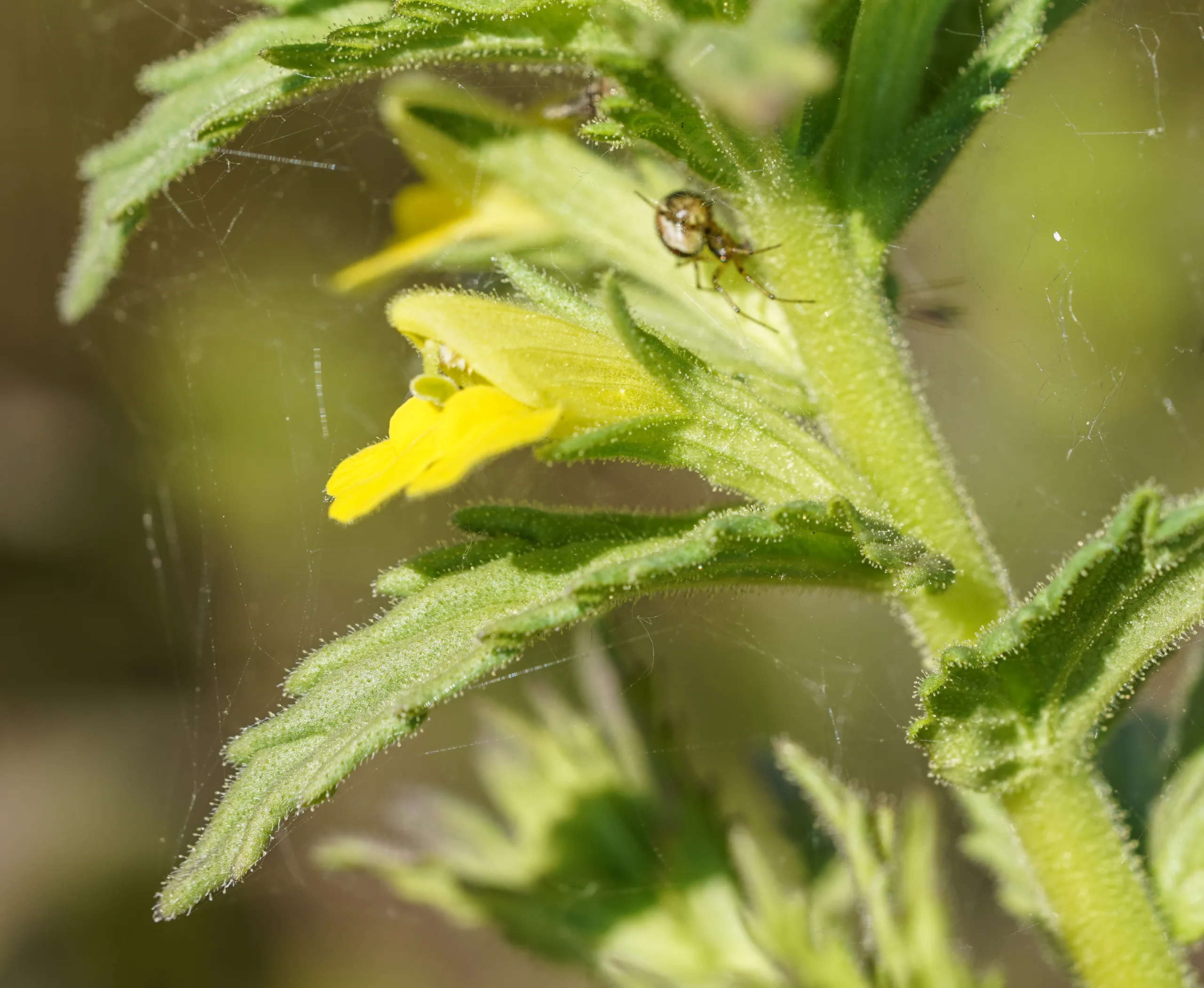 Parentucellia viscosa