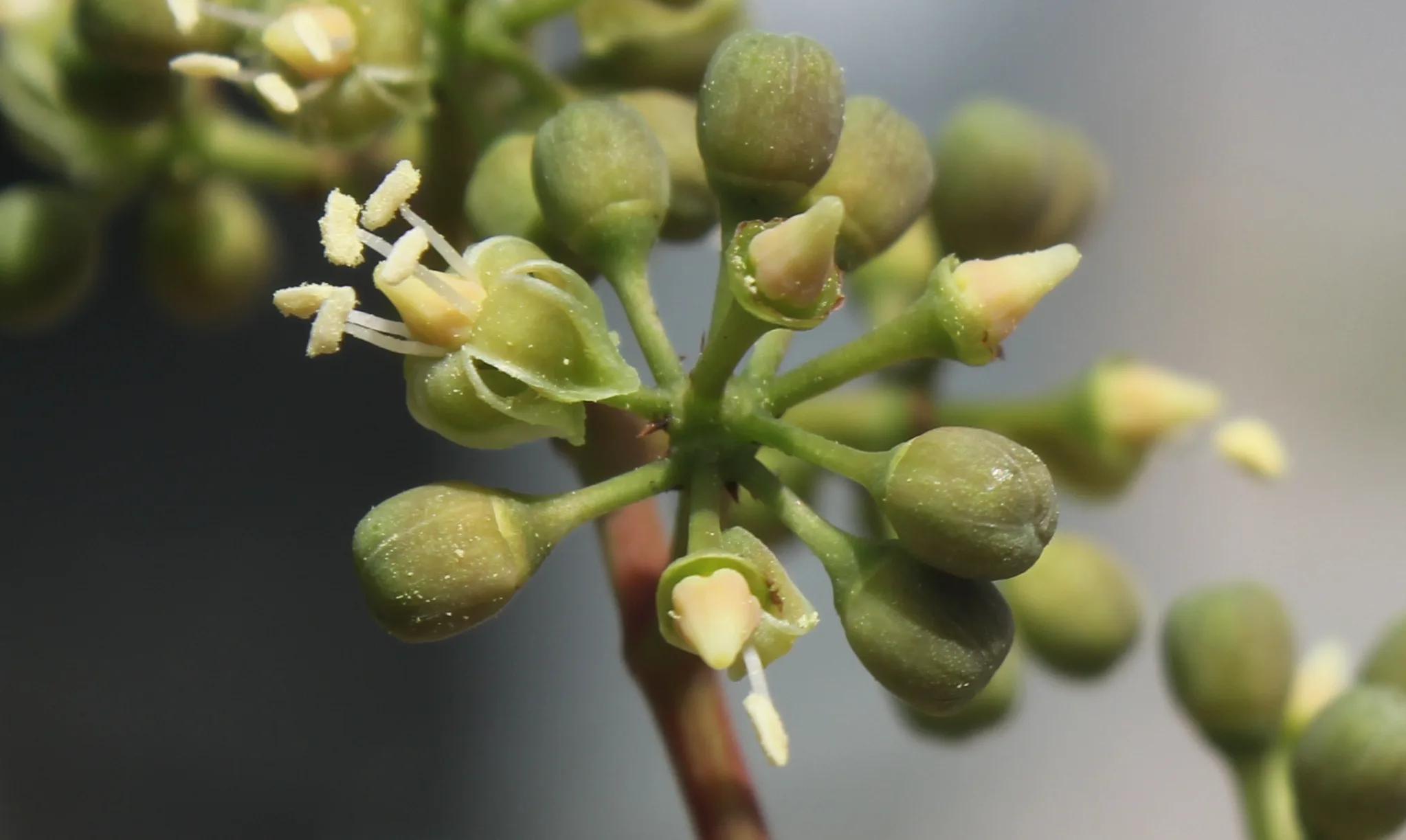 Parthenocissus quinquefolia
