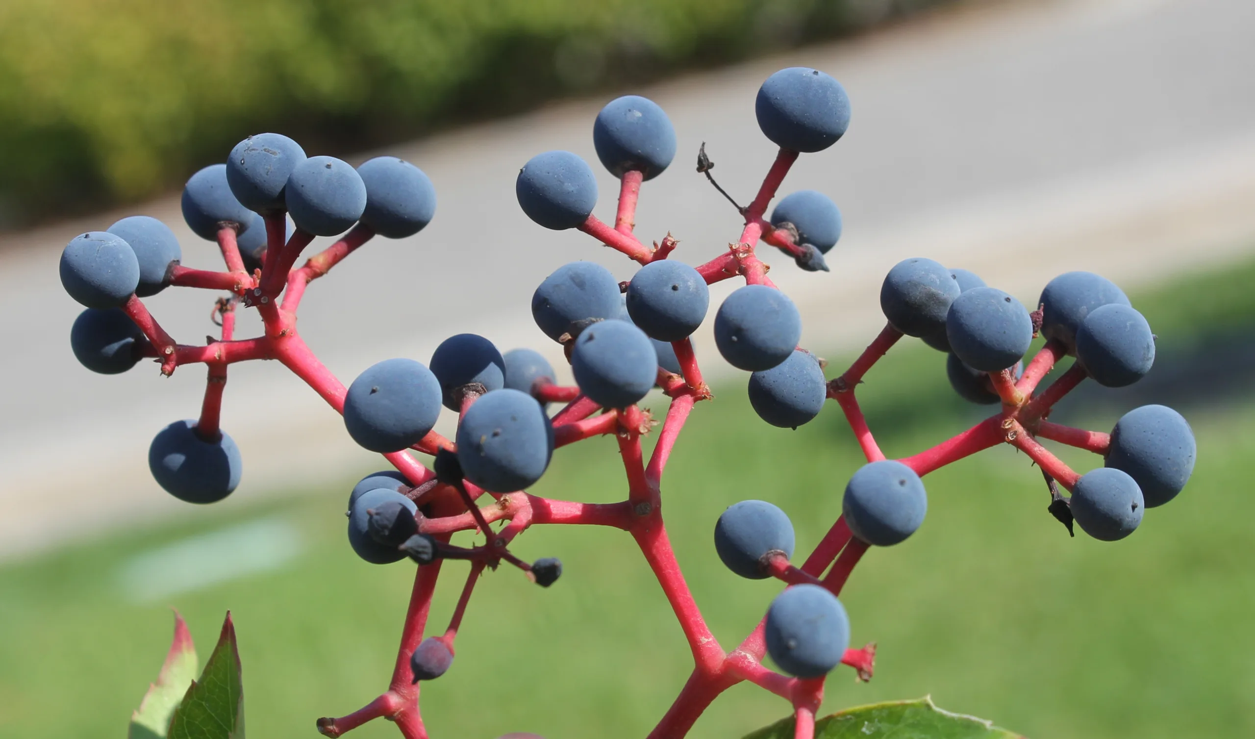 Parthenocissus quinquefolia