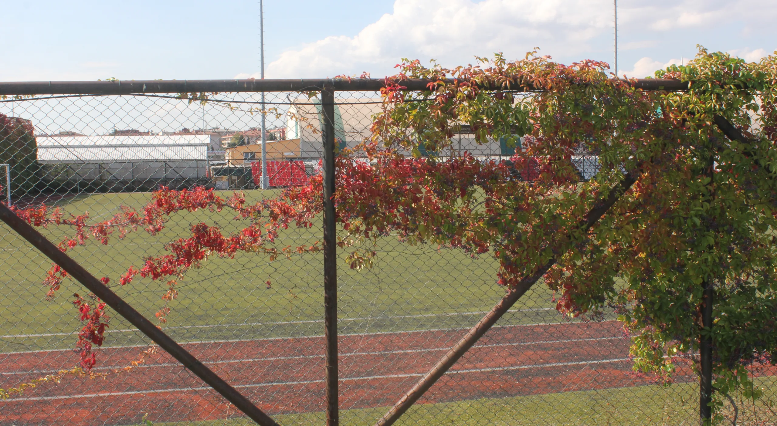 Parthenocissus quinquefolia