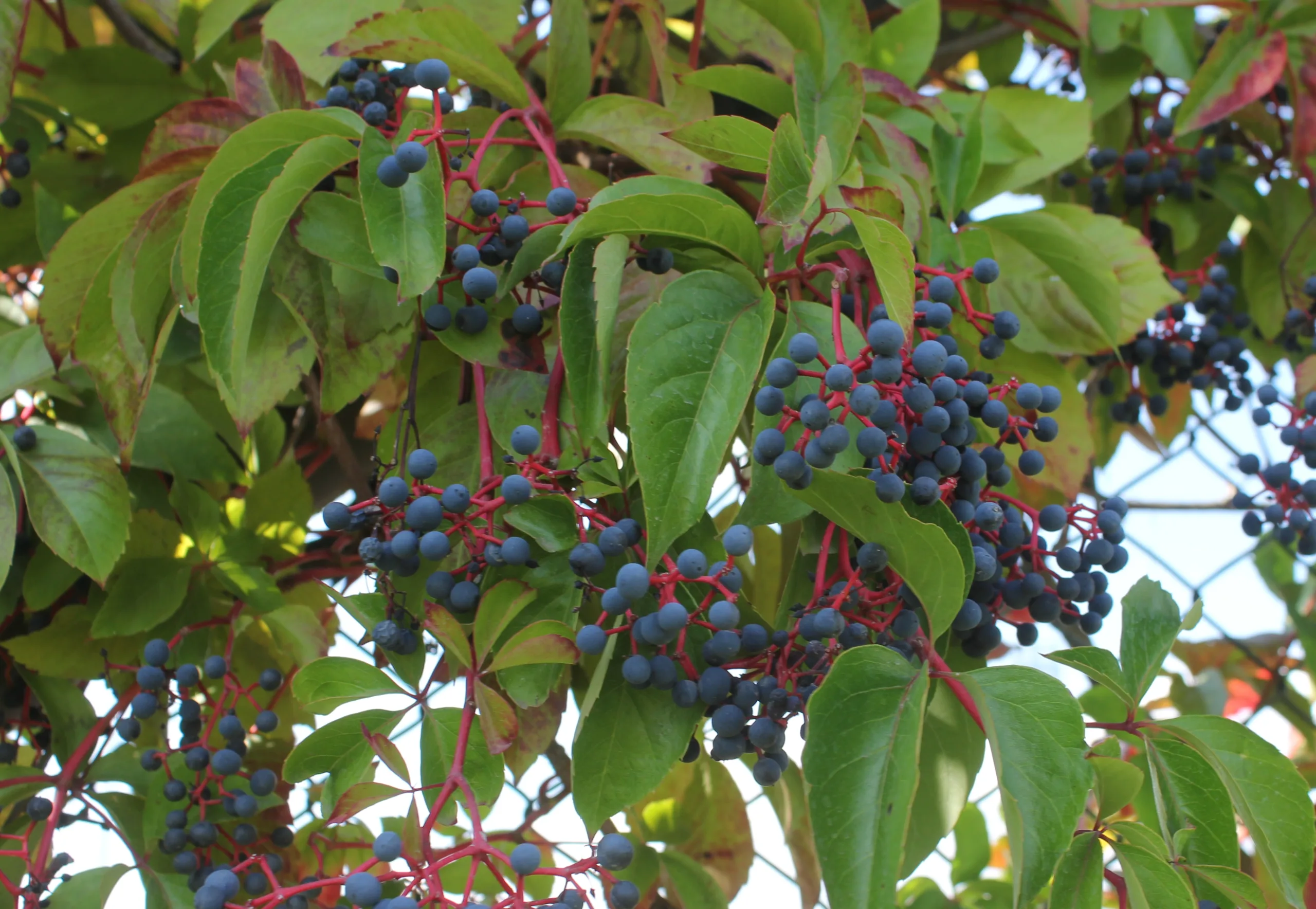 Parthenocissus quinquefolia