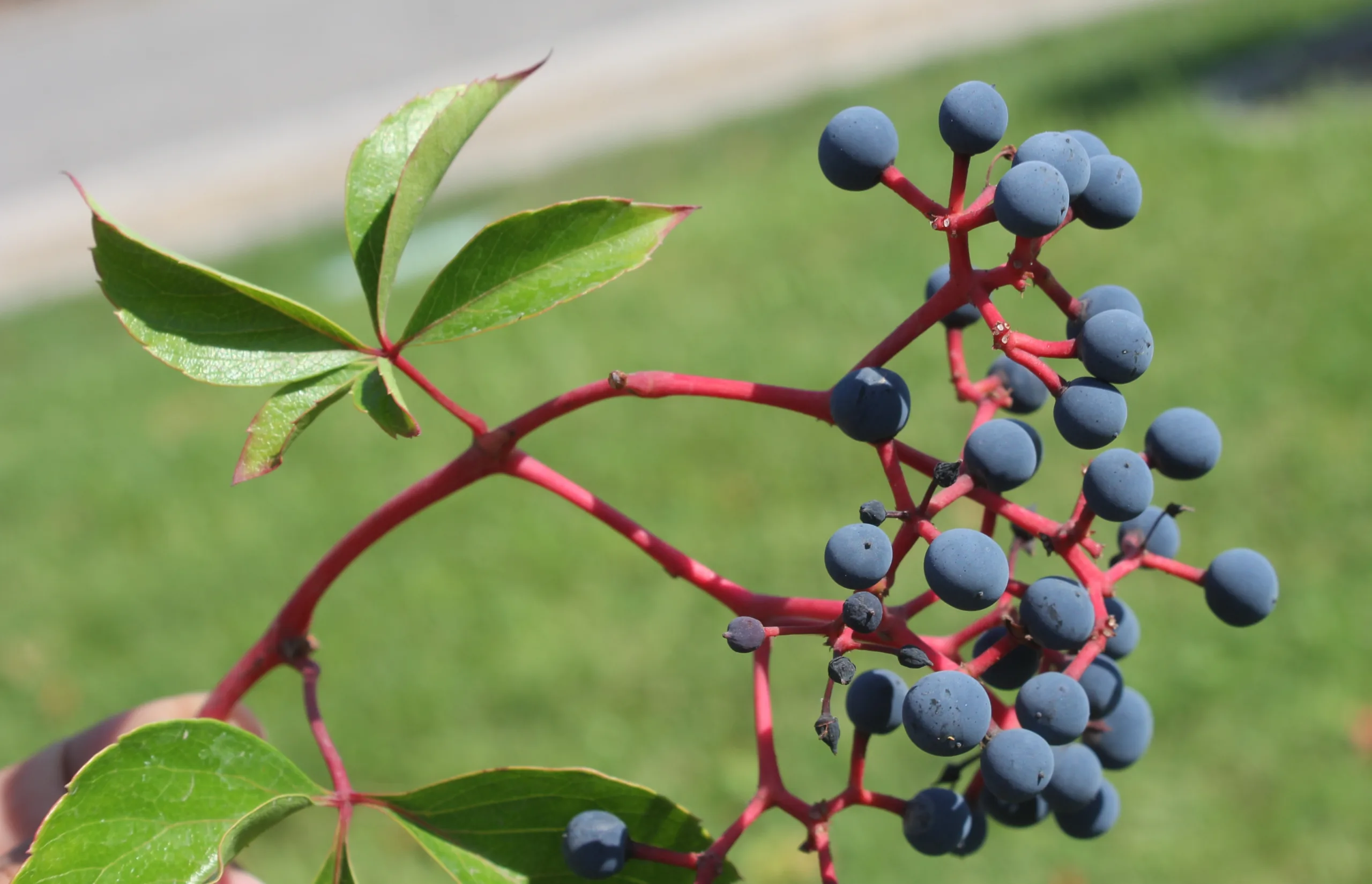 Parthenocissus quinquefolia