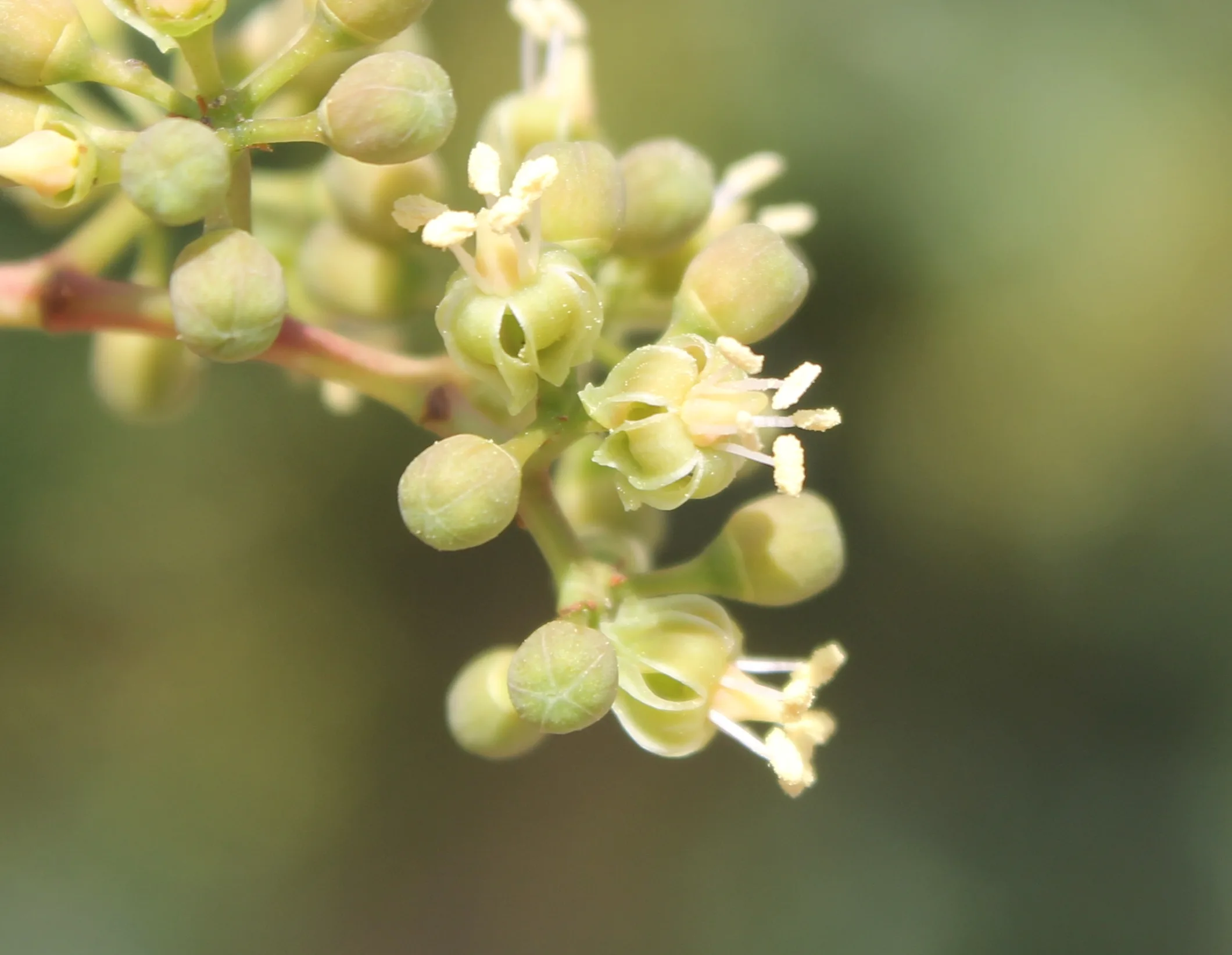 Parthenocissus quinquefolia