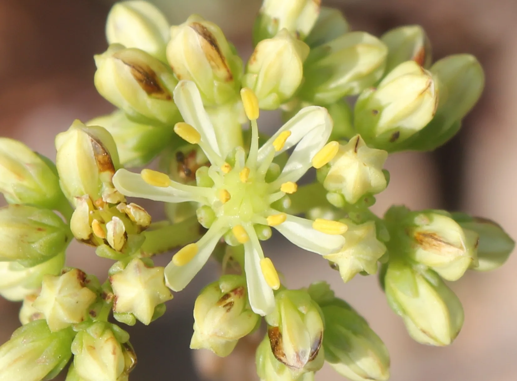 Petrosedum sediforme (Yalı koruğu)