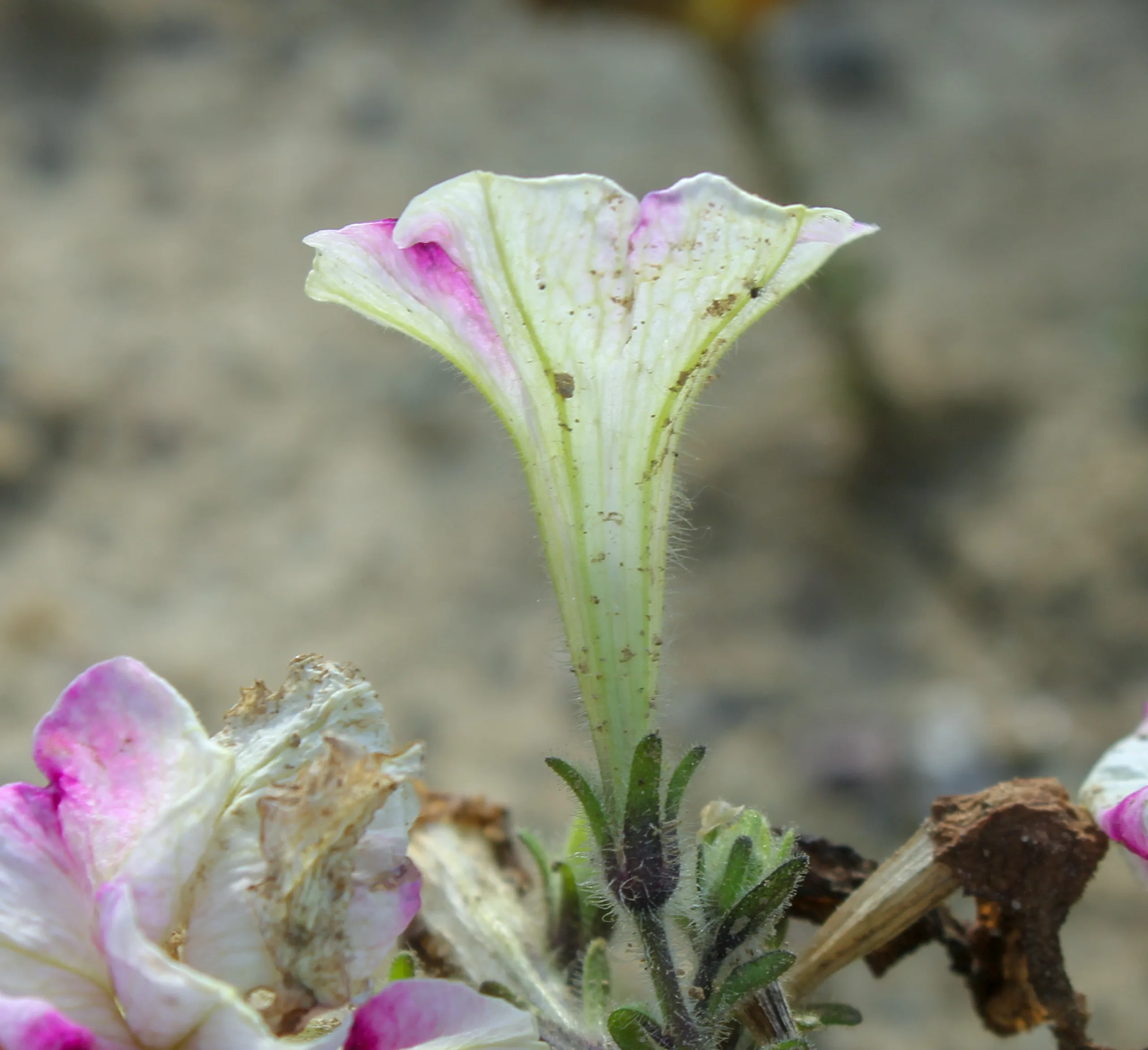 Petunia × atkinsiana