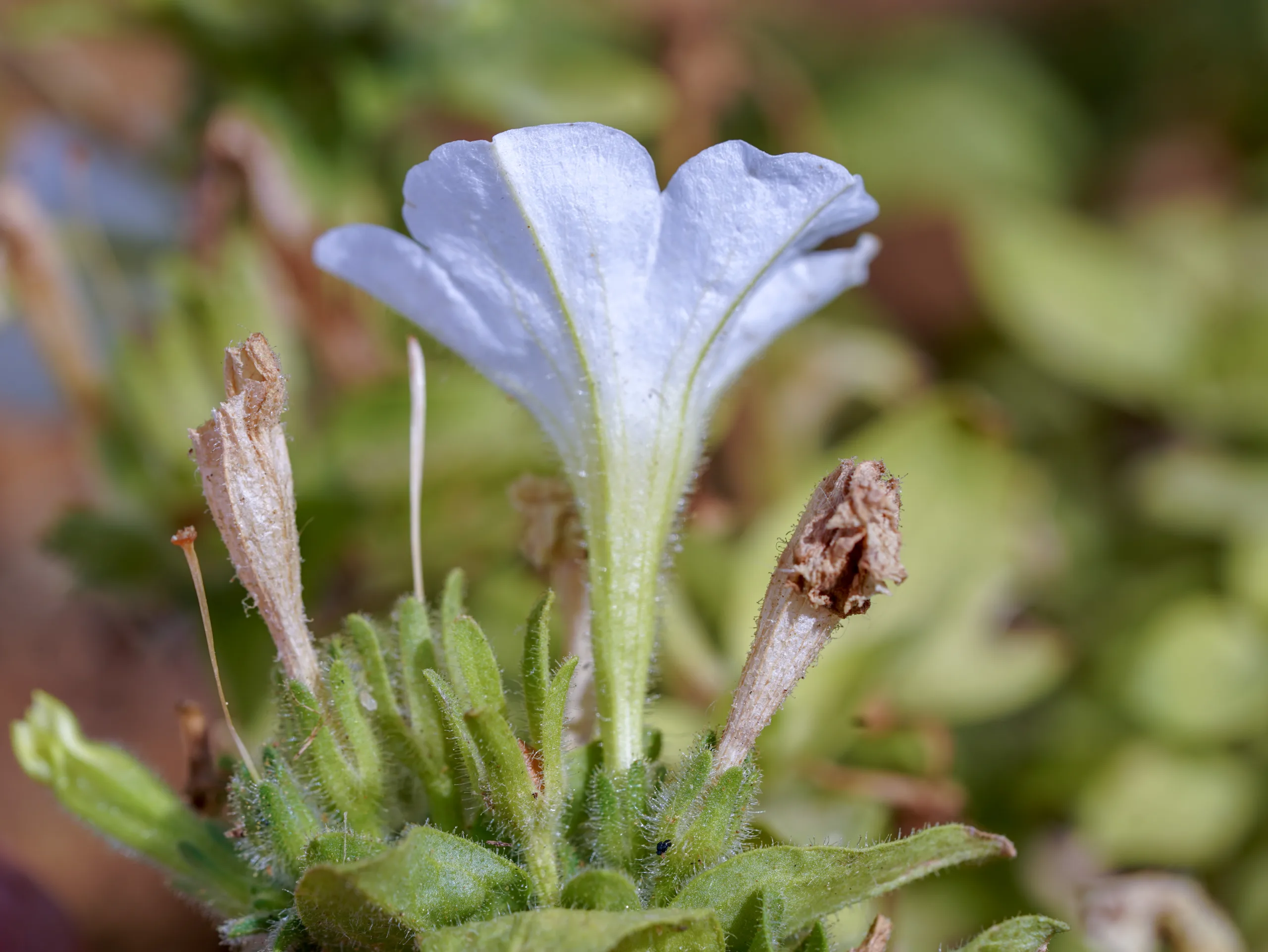Petunia × atkinsiana