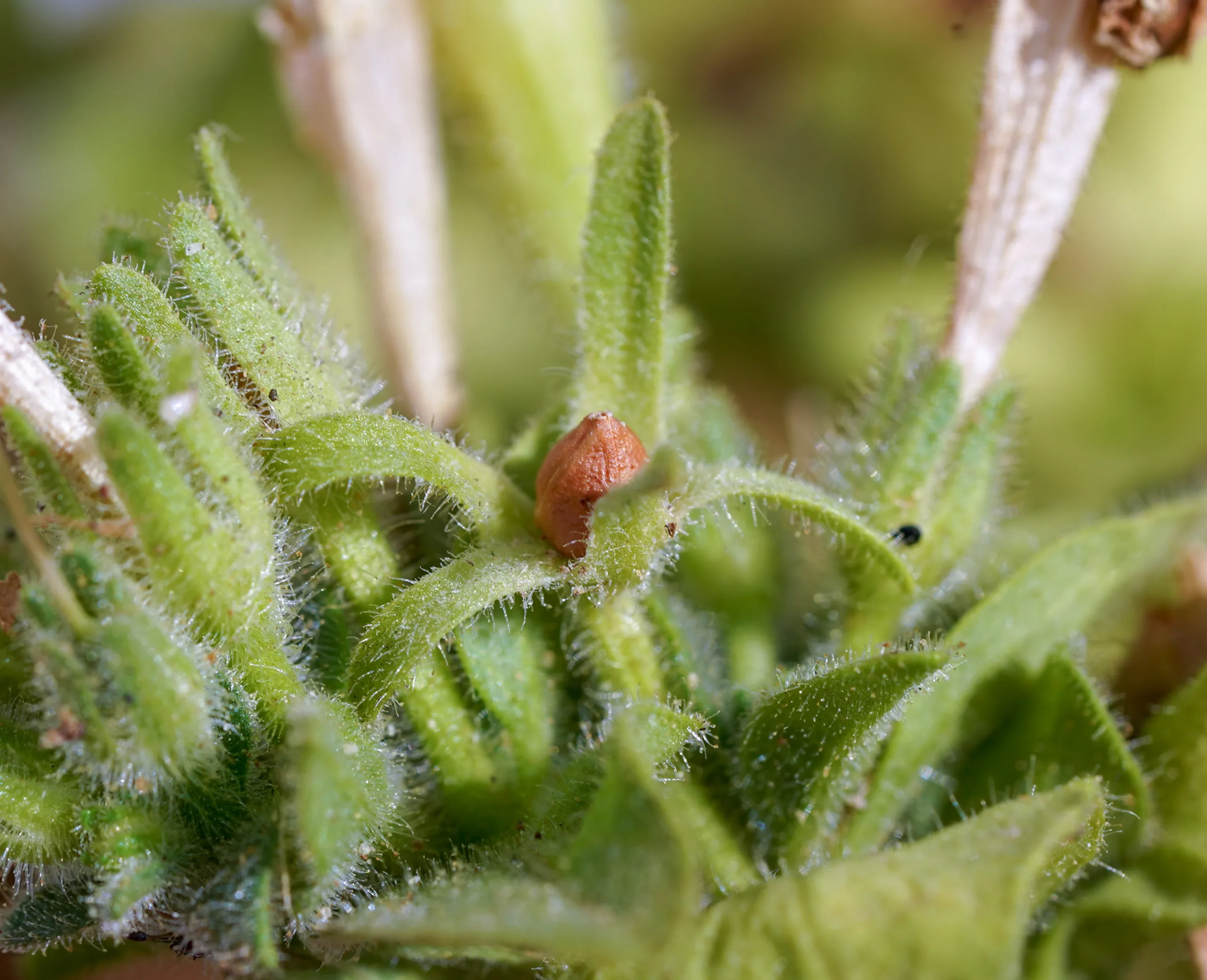 Petunia × atkinsiana